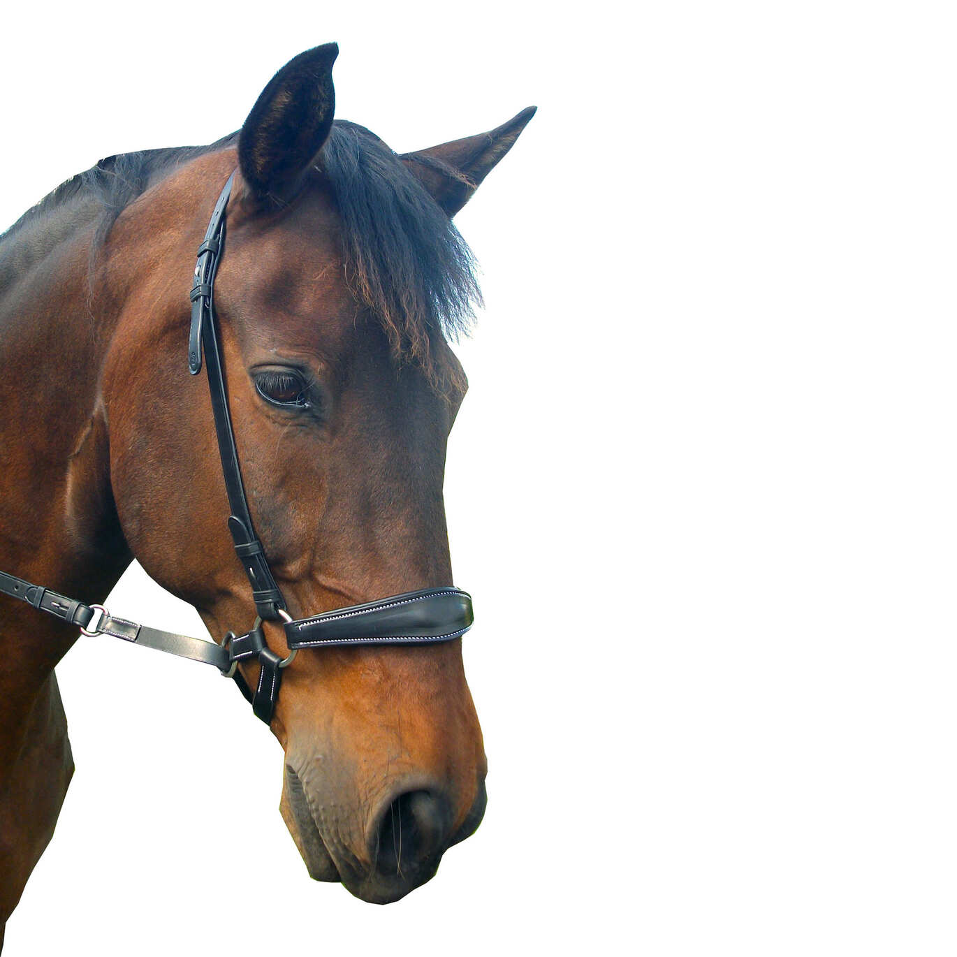 Pferdekopf mit F.R.A. Lami Gebissloser Zaum (System 4)