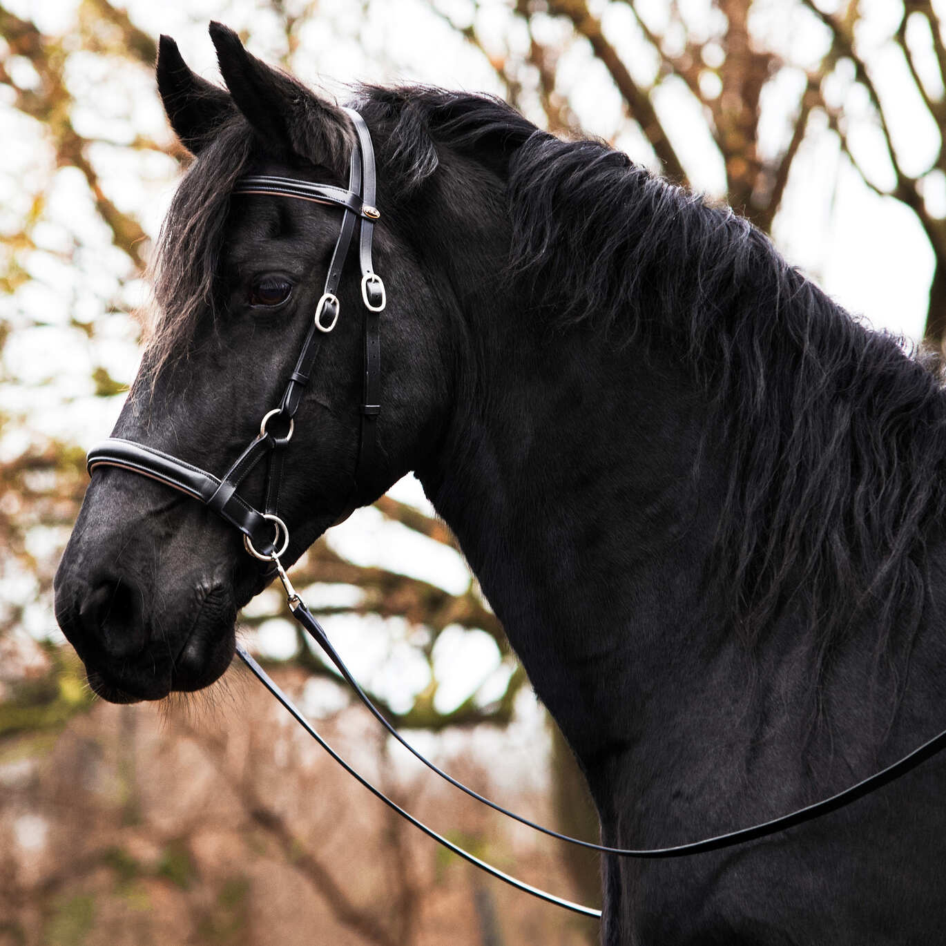 Pferdekopf mit F.R.A. Pardoes Sidepull (System 3) Lederzügeln