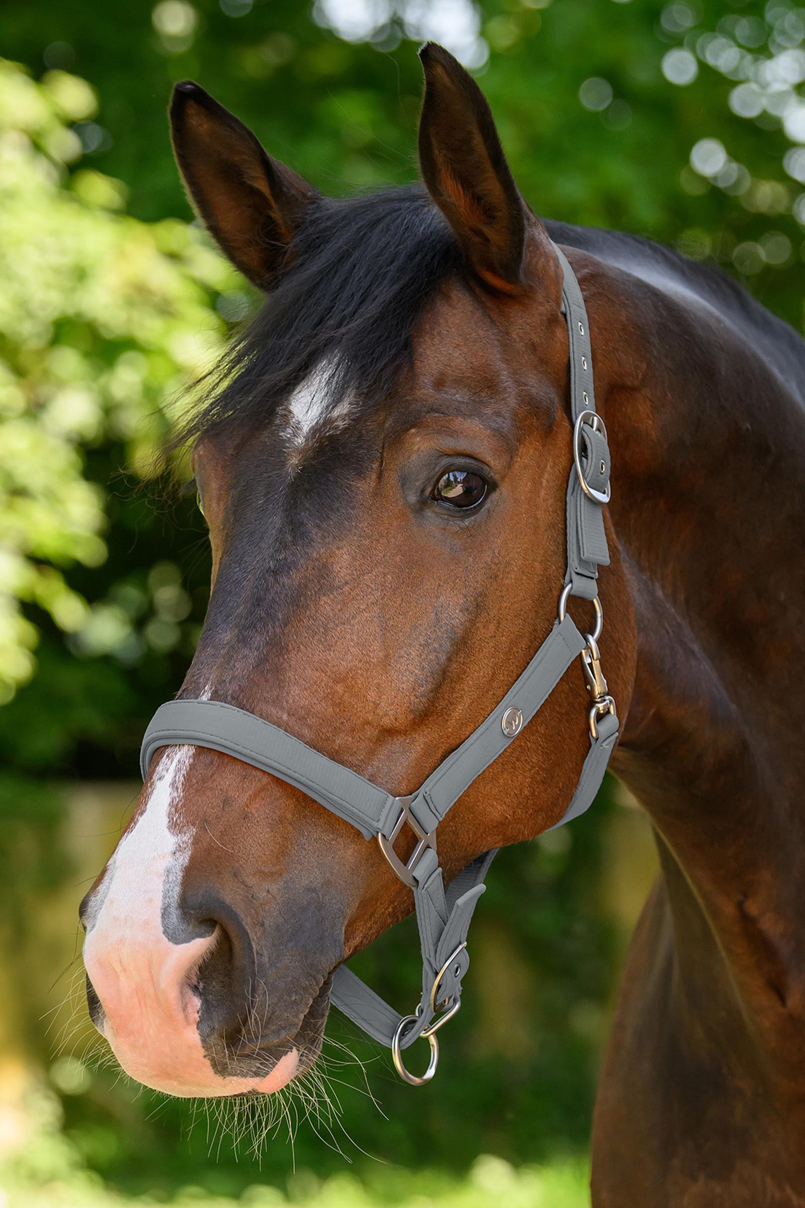 Waldhausen Trinidad Halfter