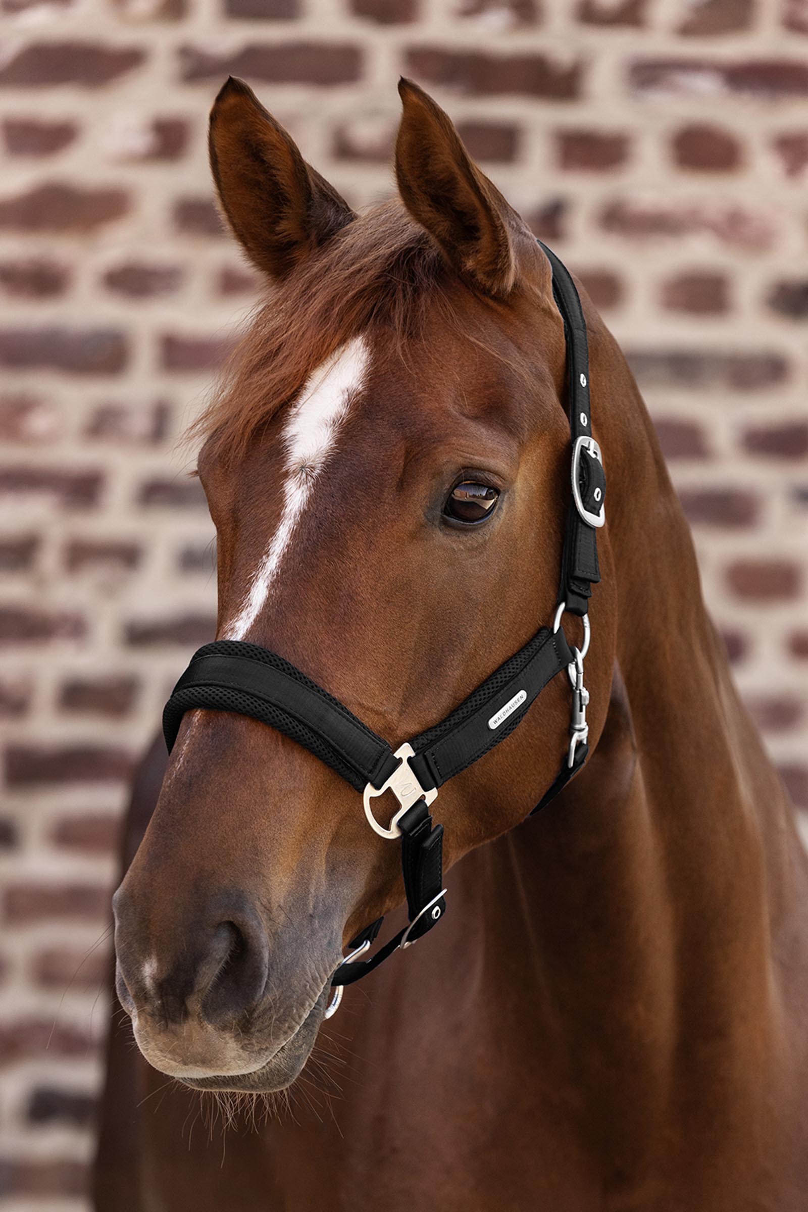 Waldhausen Breath Mesh Halfter