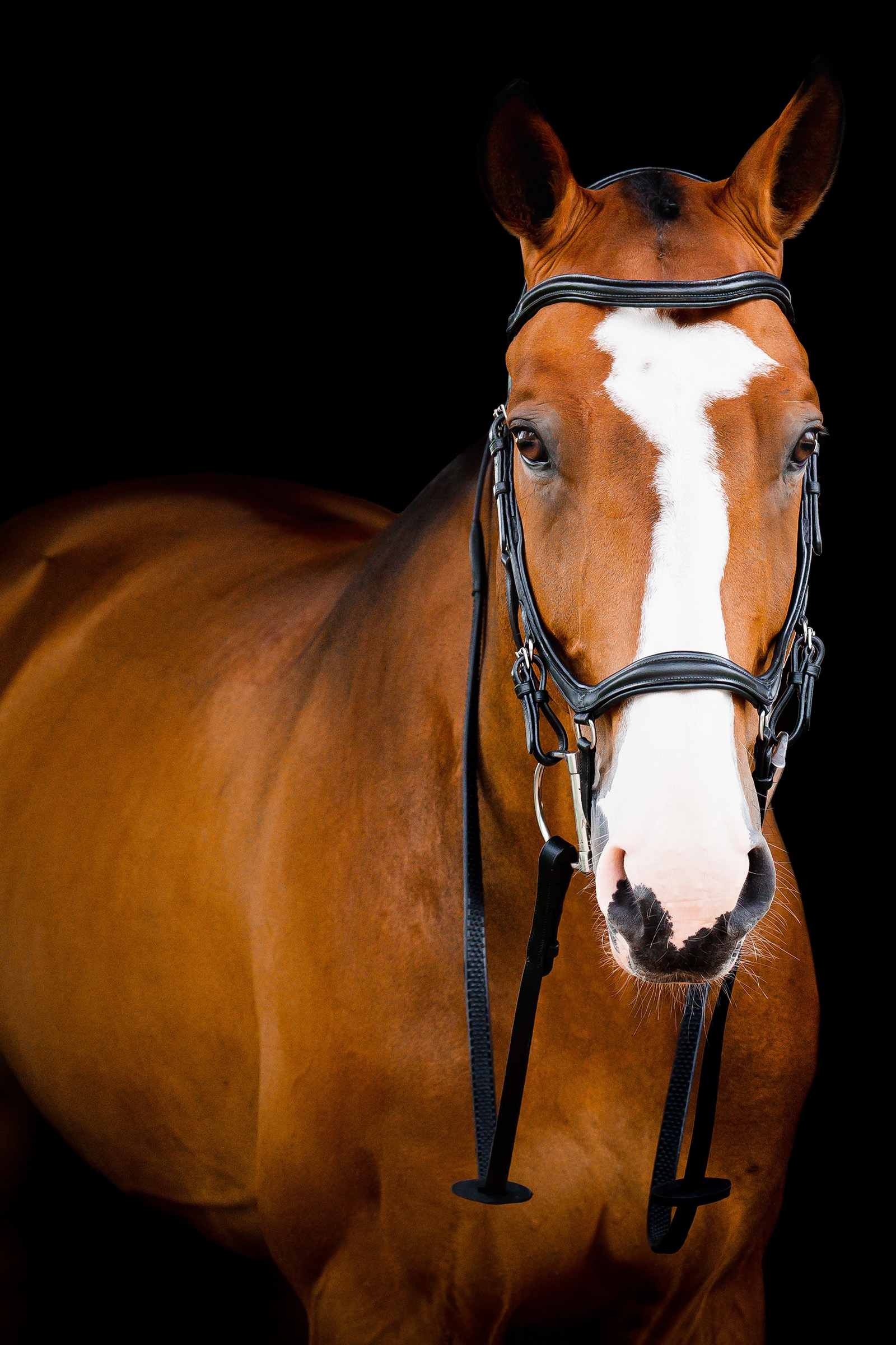 Horseware Micklem 2 Deluxe Competition Trense