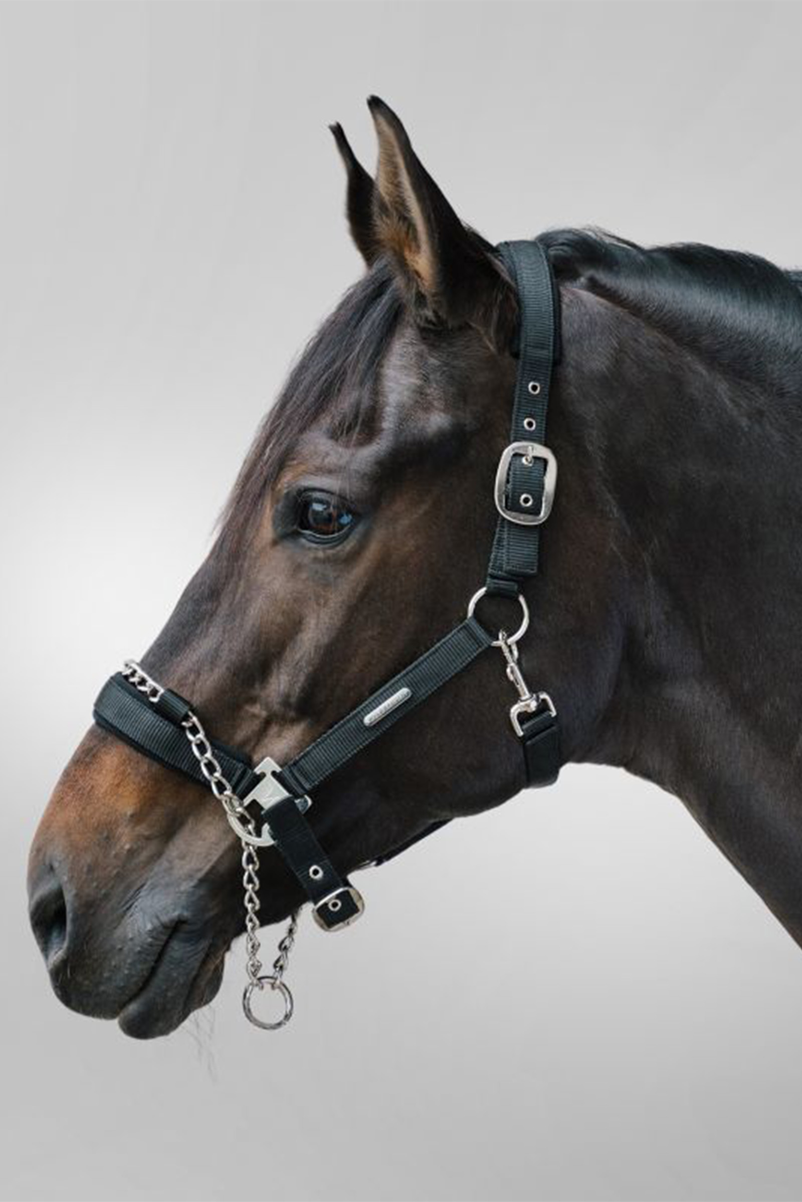 Waldhausen Pro Safety Halfter