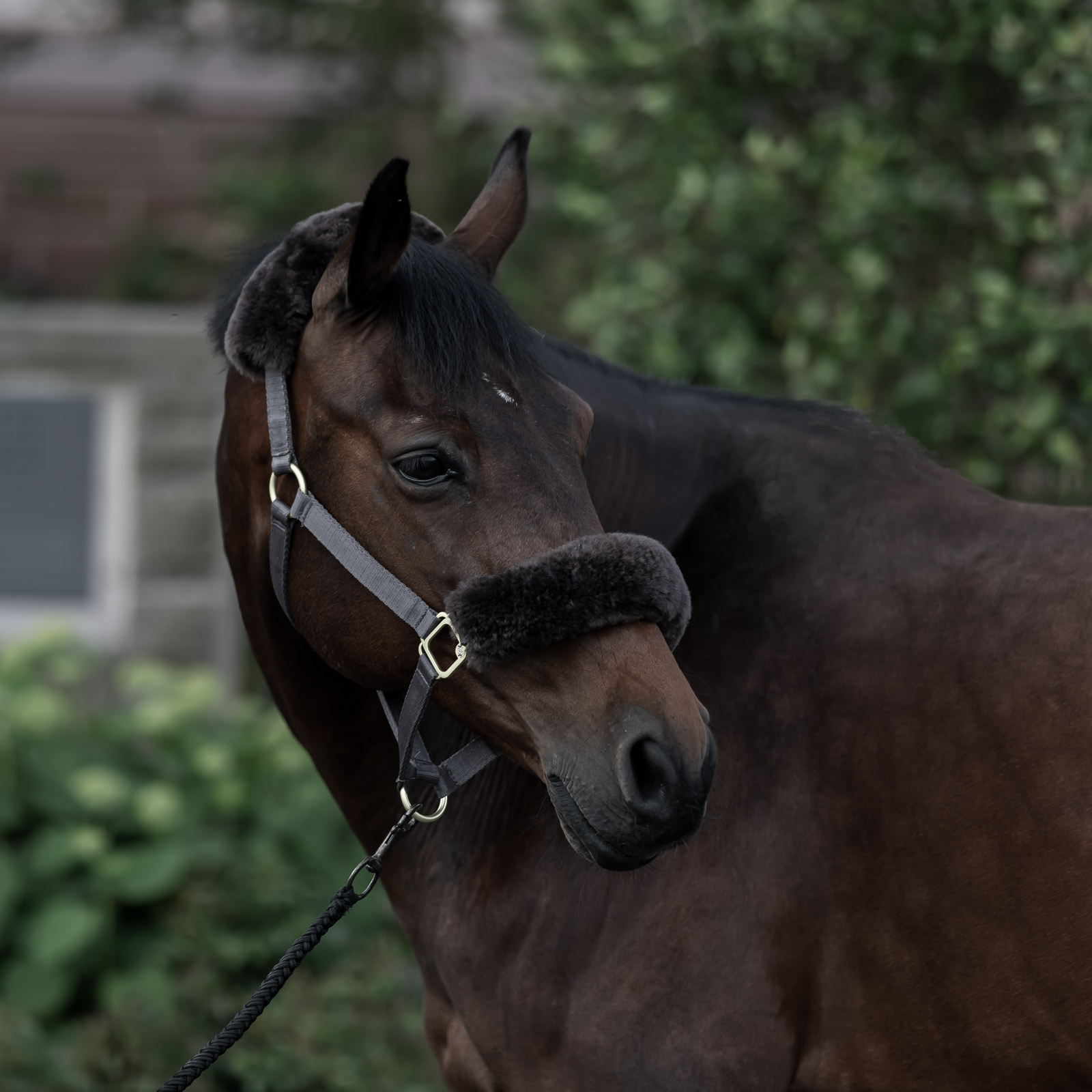 B Vertigo Laurier Halfter mit Lammfell