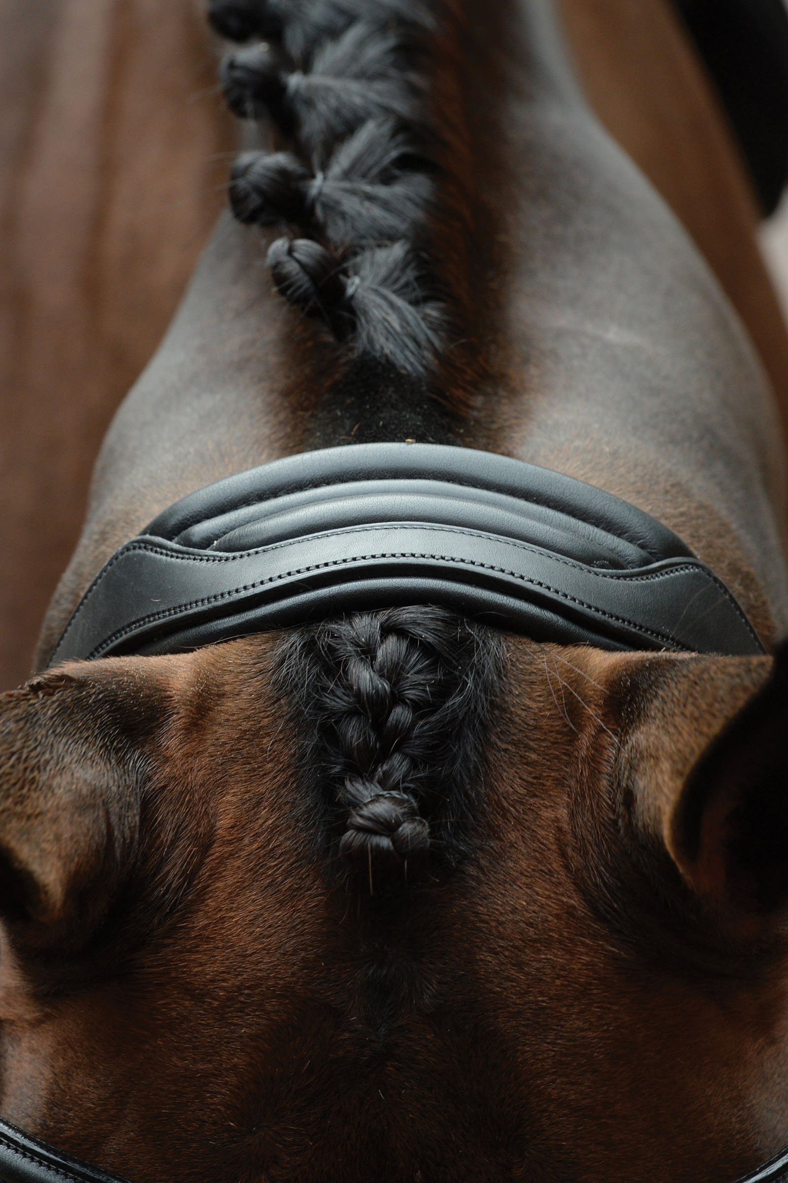 Collegiate Comfitec Vogue anatomisch geformte Trense