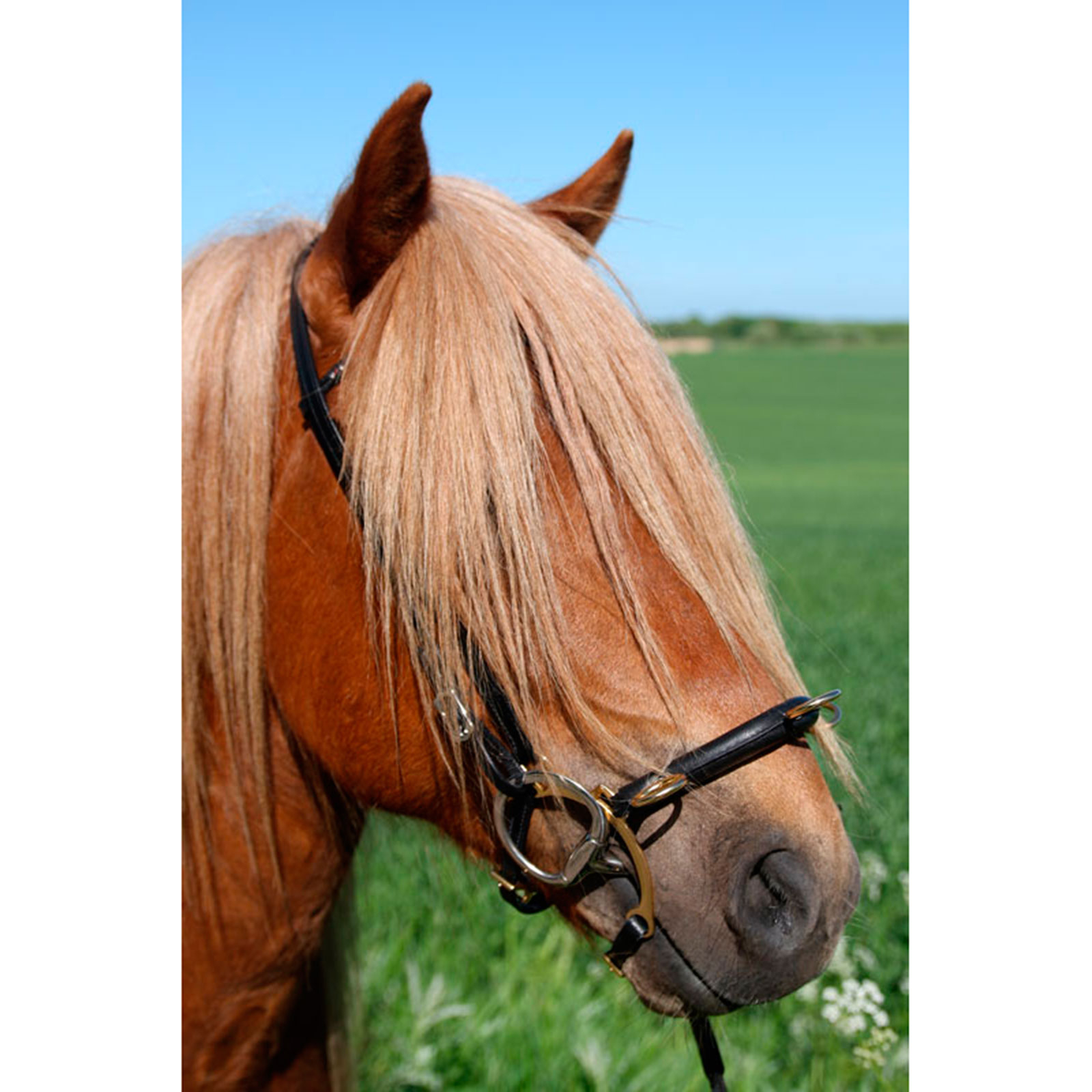 Karlslund gebissloser Zaum mit B&uuml;gel