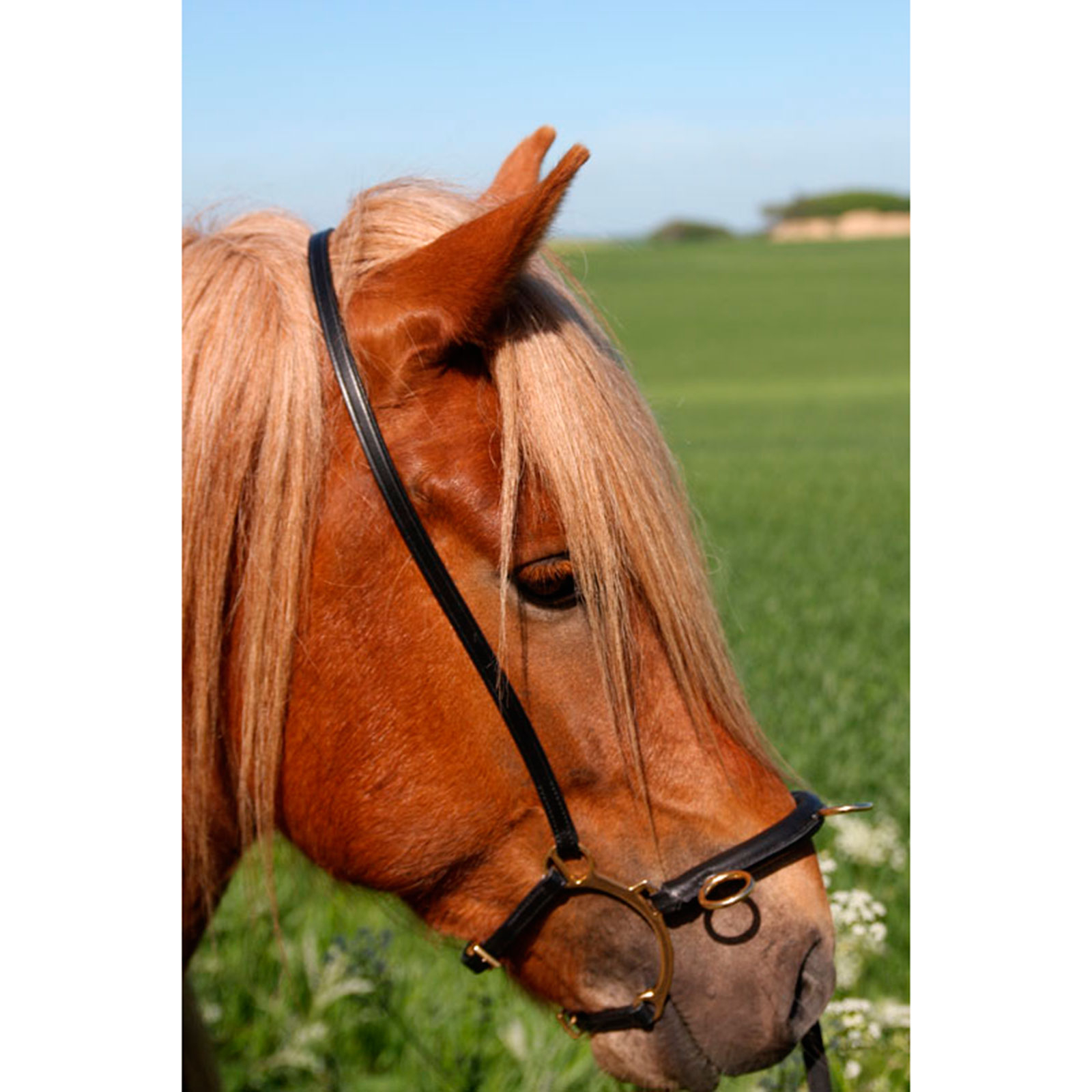 Karlslund gebissloser Zaum mit B&uuml;gel