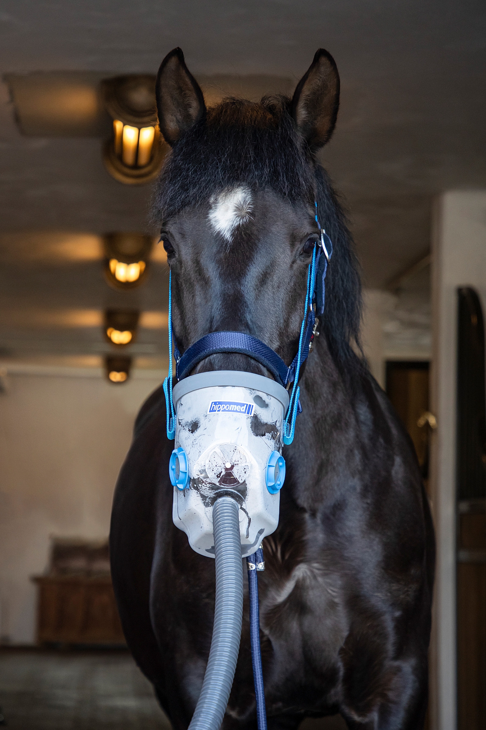 Hippomed AirOne Ultraschall-Inhalator für Pferde mit Maske, Warmblut
