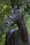 Trust Equestrian Rotterdam Large Patent Crank Bridle