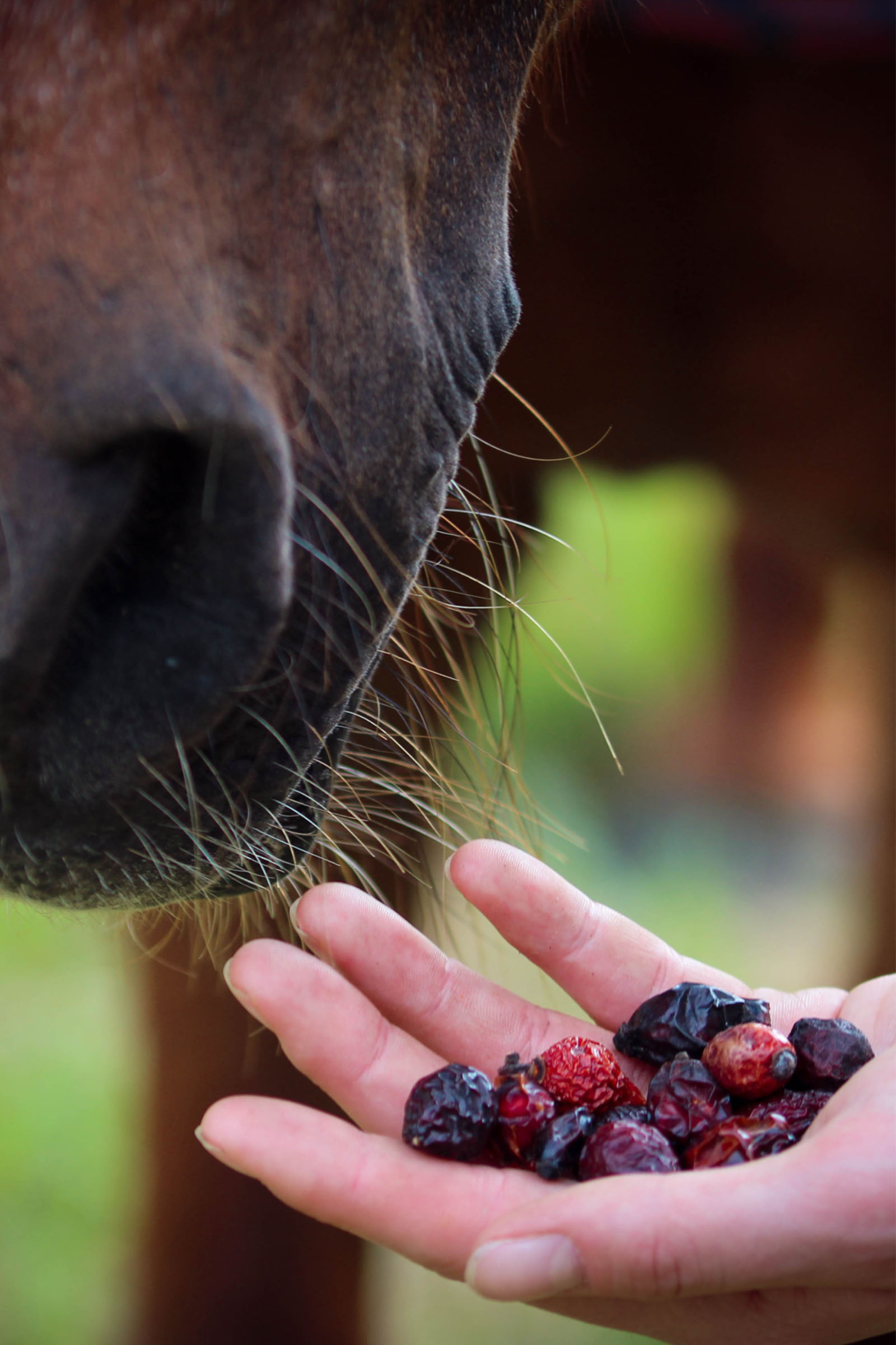 Stiefel Hagebutten ganze Früchte, 500g