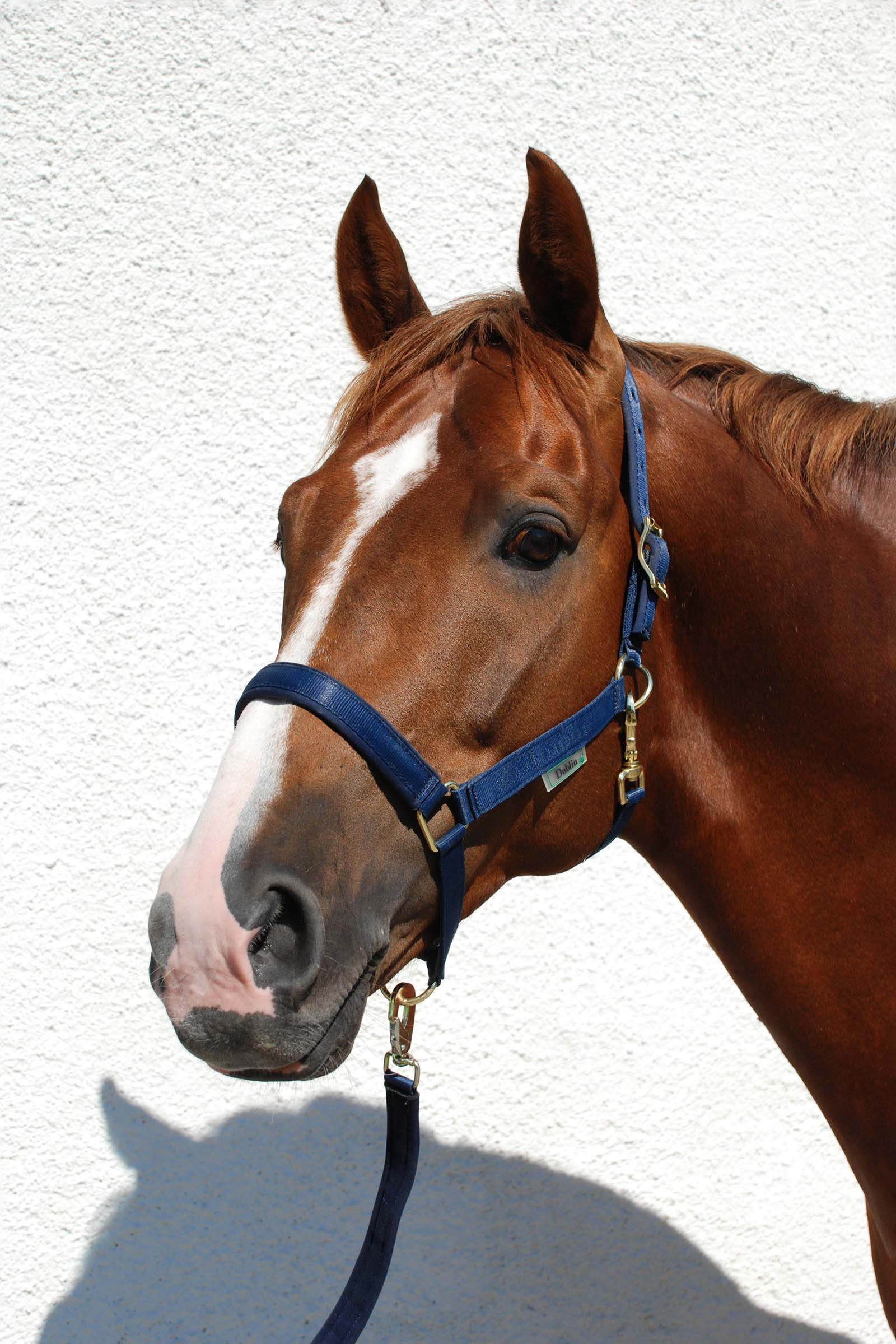 Dark Blue/Dark Blue Bucas Dublin Gepolstertes Halfter