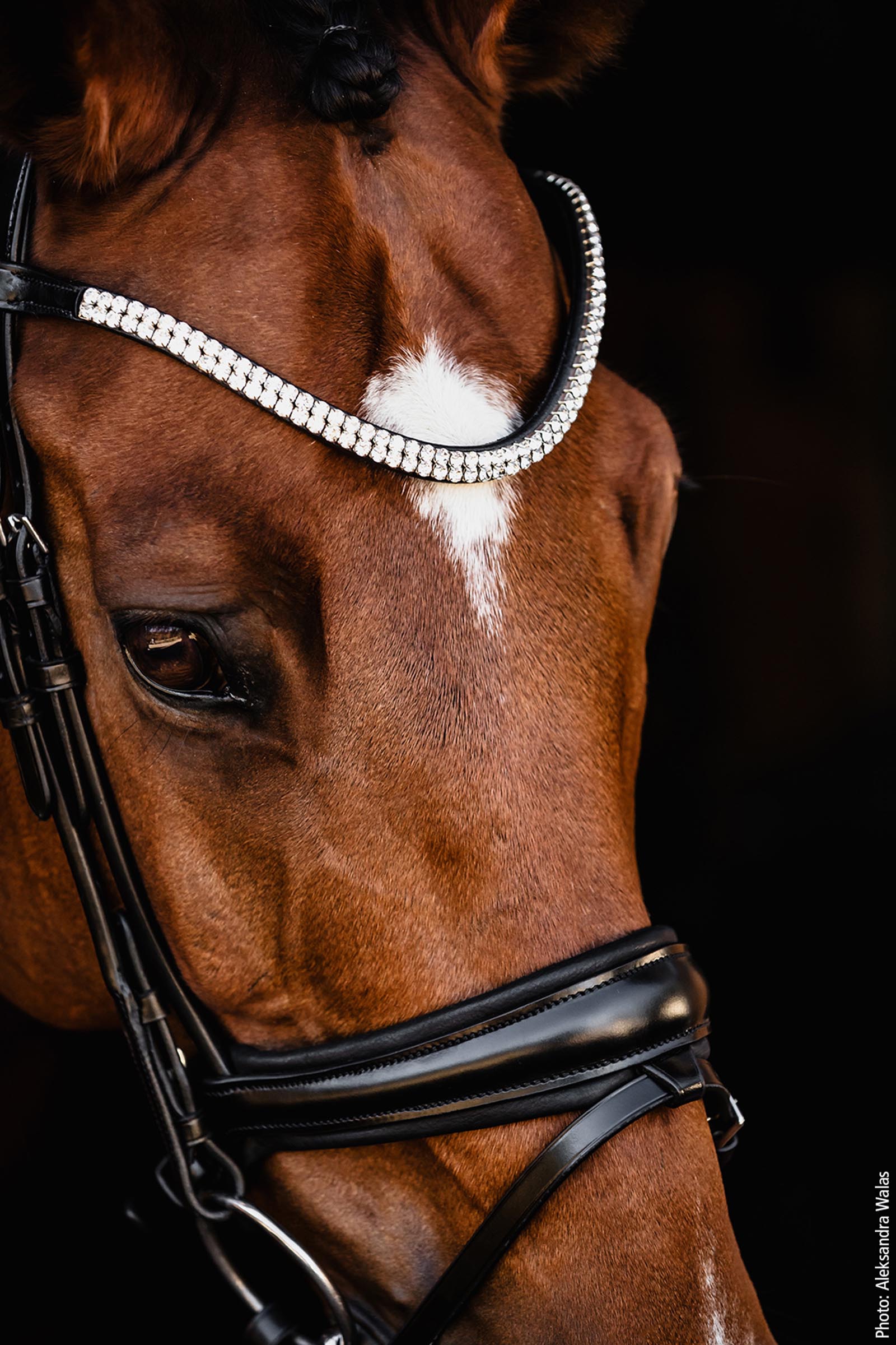 Schockem&ouml;hle Sports Johnny Trense - Isabell Werth Kollektion