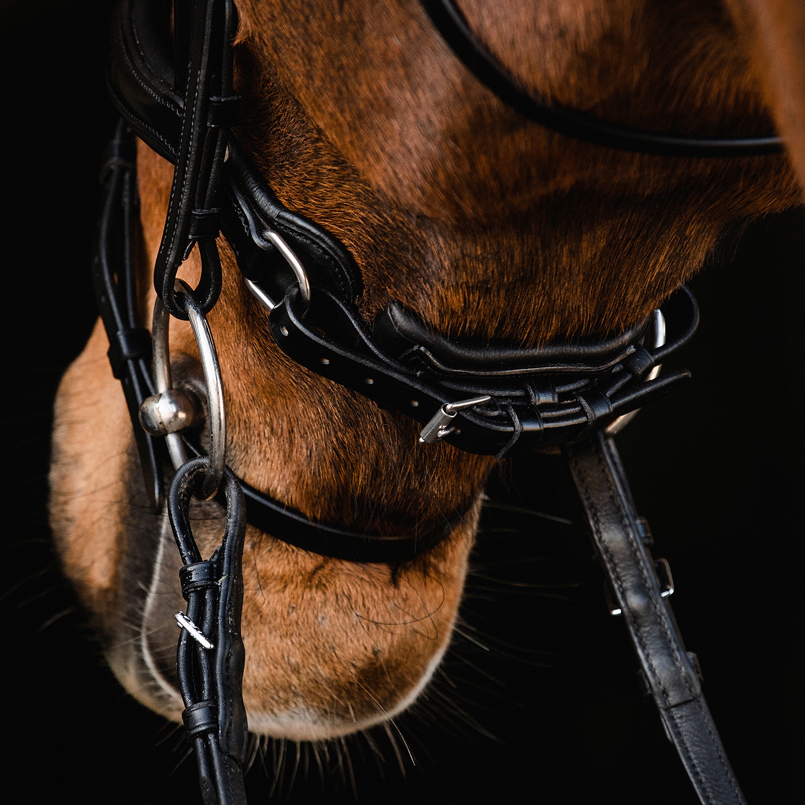 Schockem&ouml;hle Sports Brantford Trense