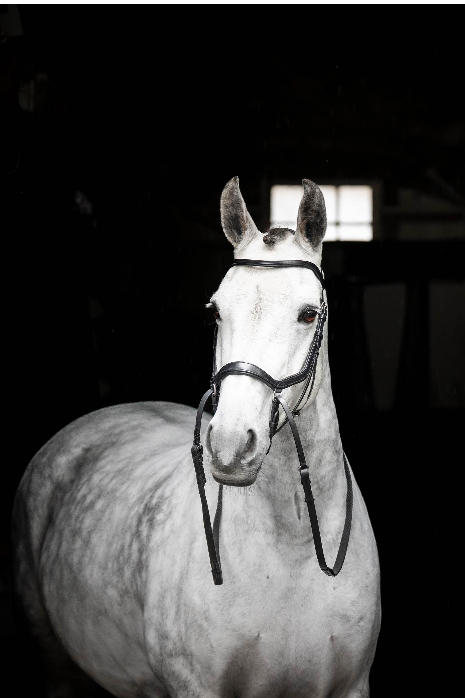 Horseware Micklem gebisslose Trense