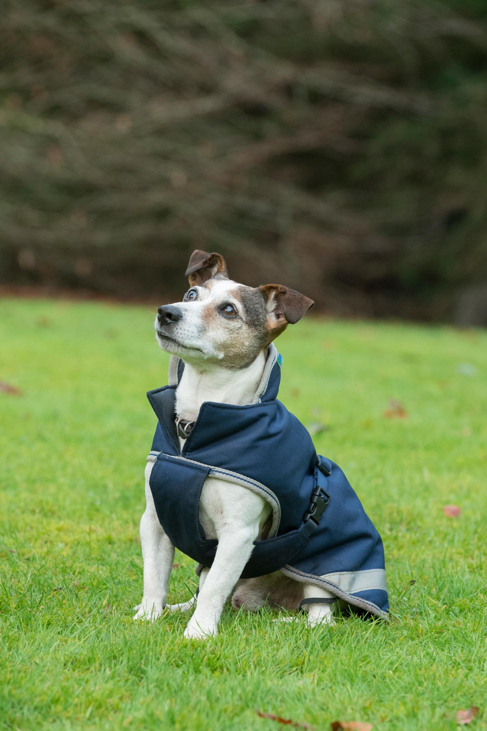 Bucas Freedom Hundedecke, 300g (30-45 cm)