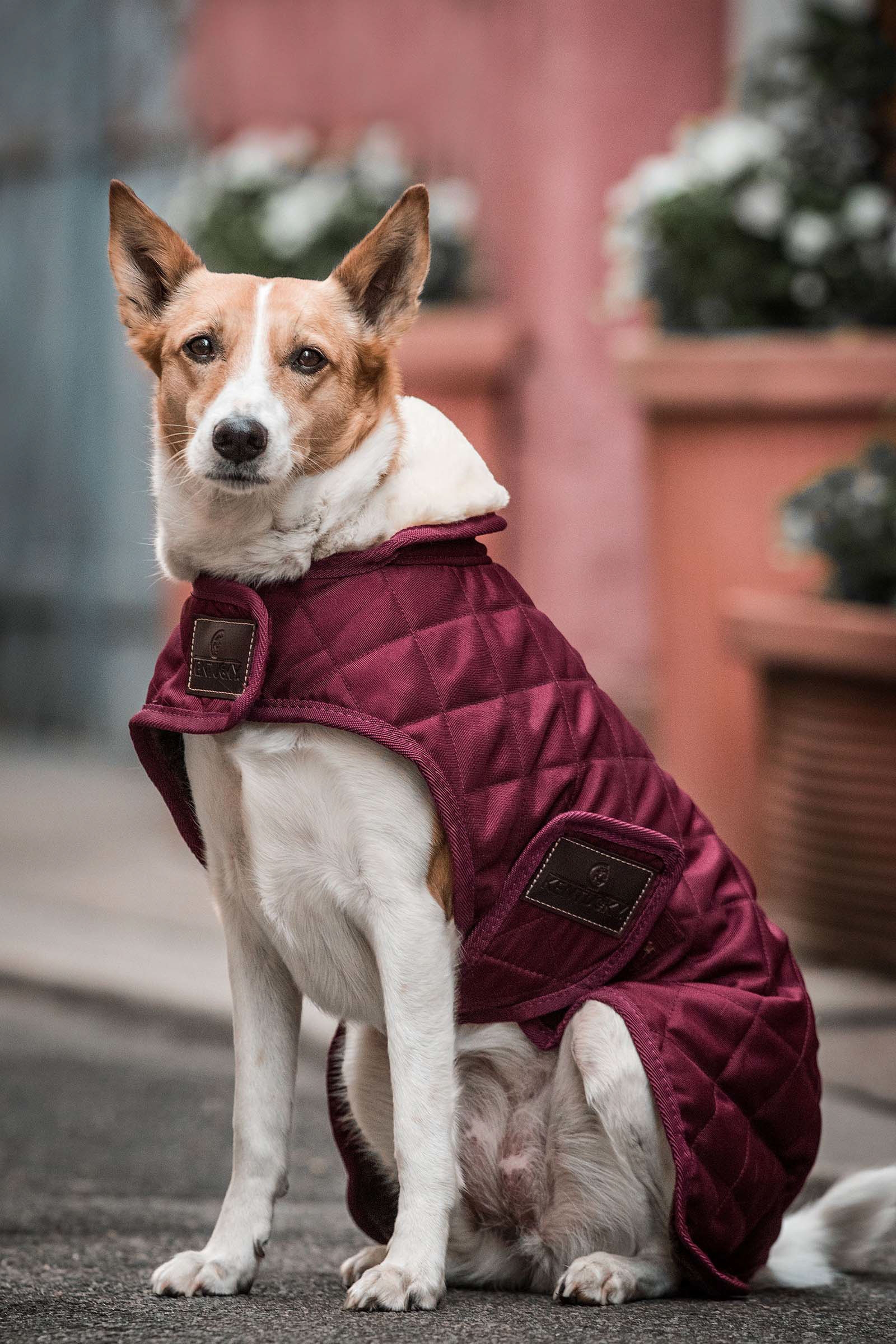 Dark Red Kentucky Dogwear Hundemantel