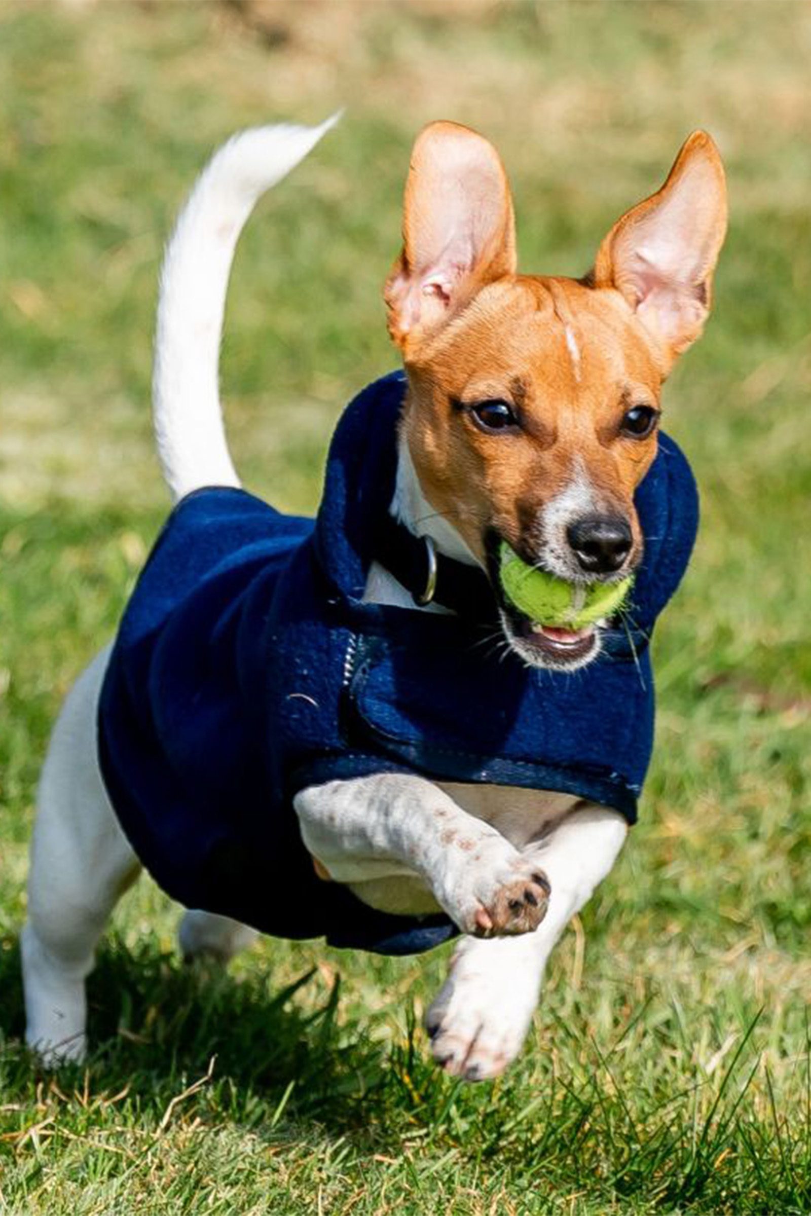 Horseware Signature Hundefleecedecke