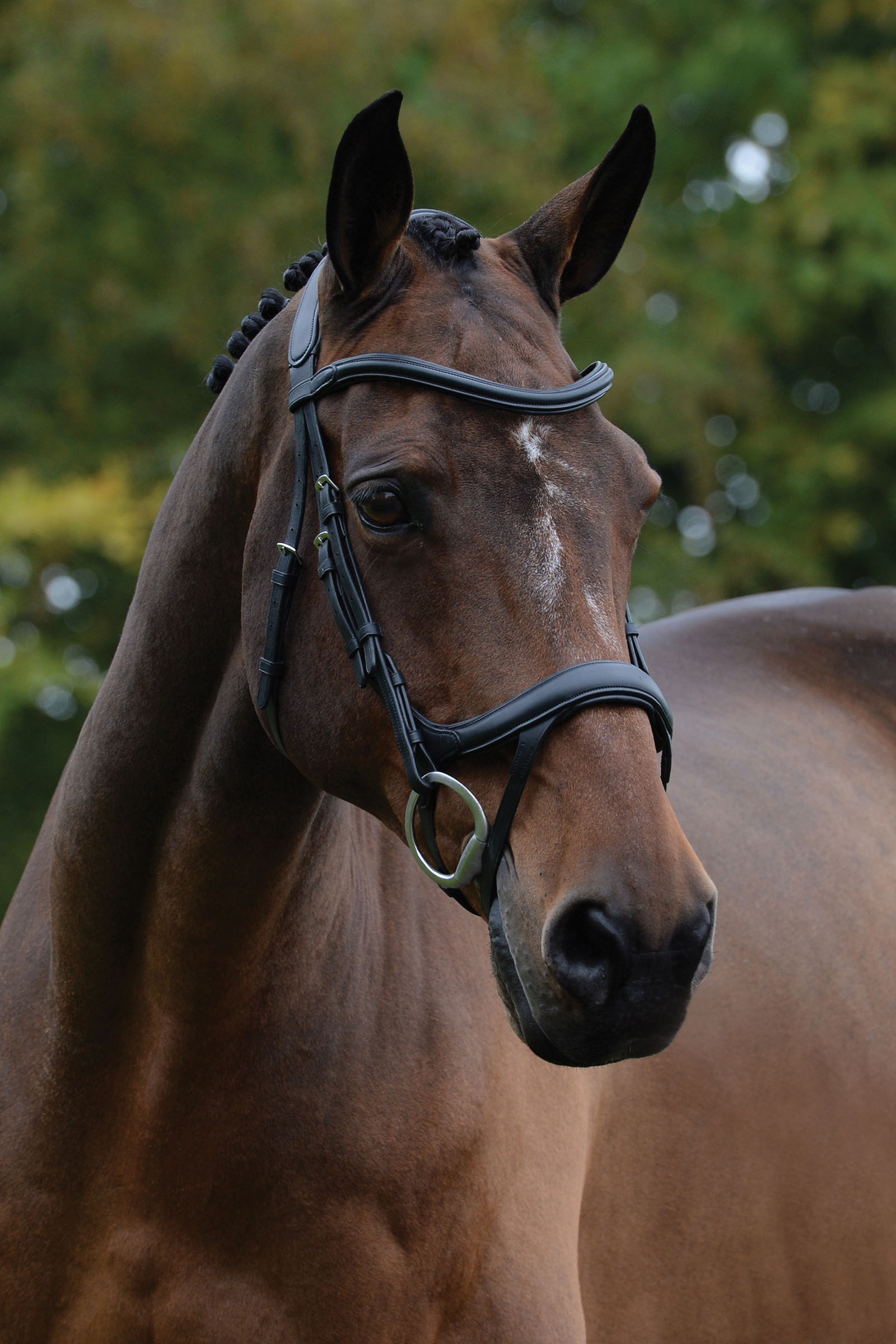 Collegiate Comfitec Vogue anatomisch geformte Trense