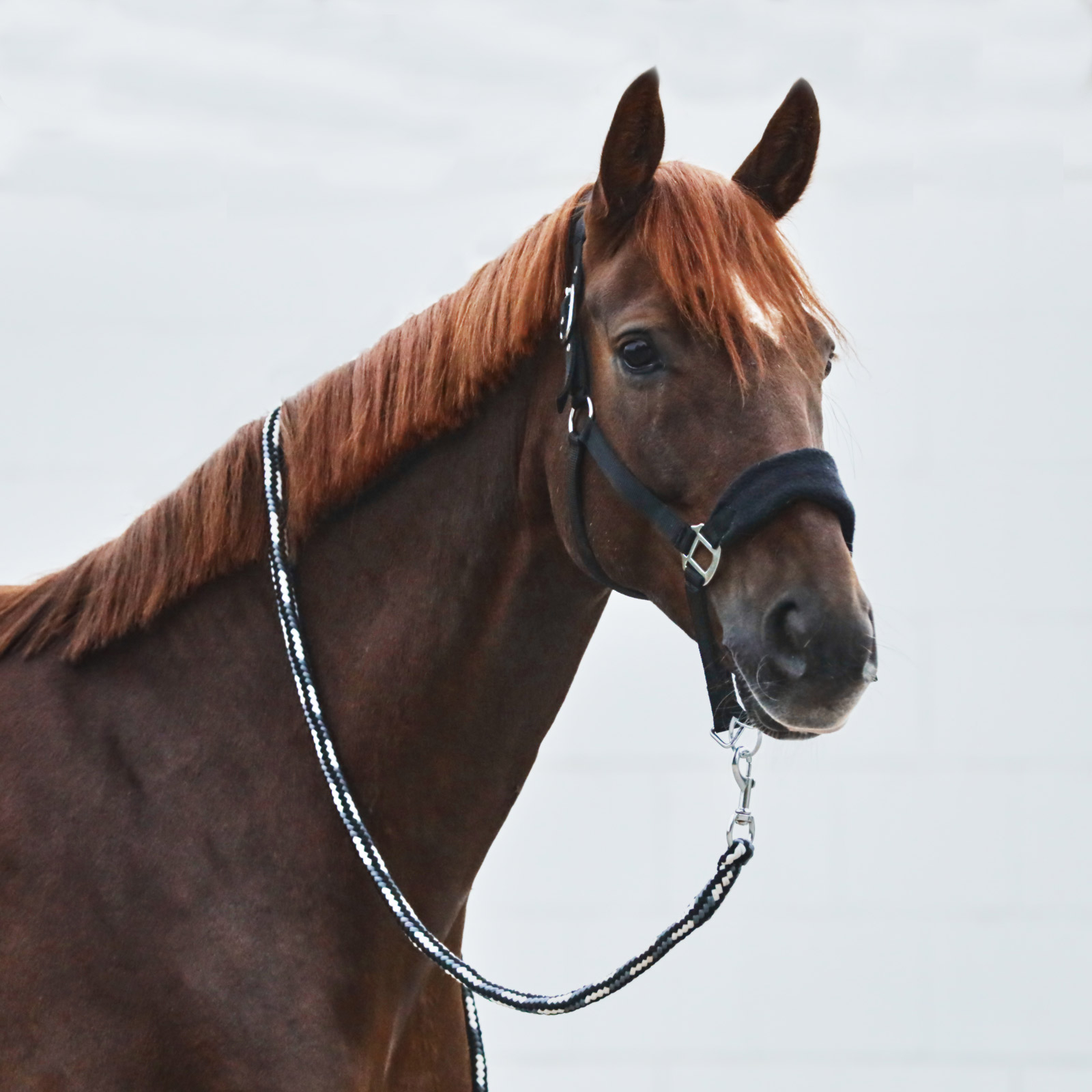 Horze Kiel Halfter mit Fleece