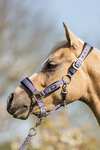 BR Halfter für Pony / Mini Horse mit Führstrick