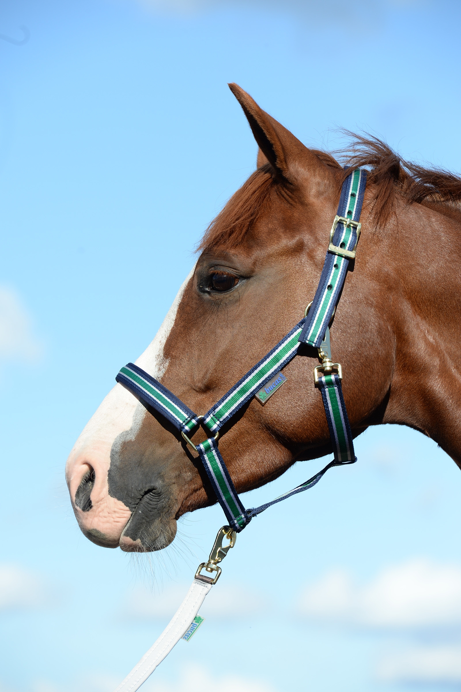 Off-White/Dark Blue Bucas Dublin Gepolstertes Halfter