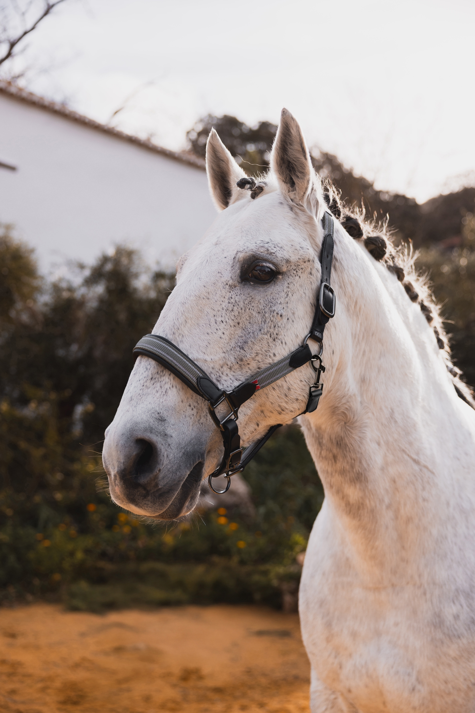 B Vertigo Lennox Lederhalfter