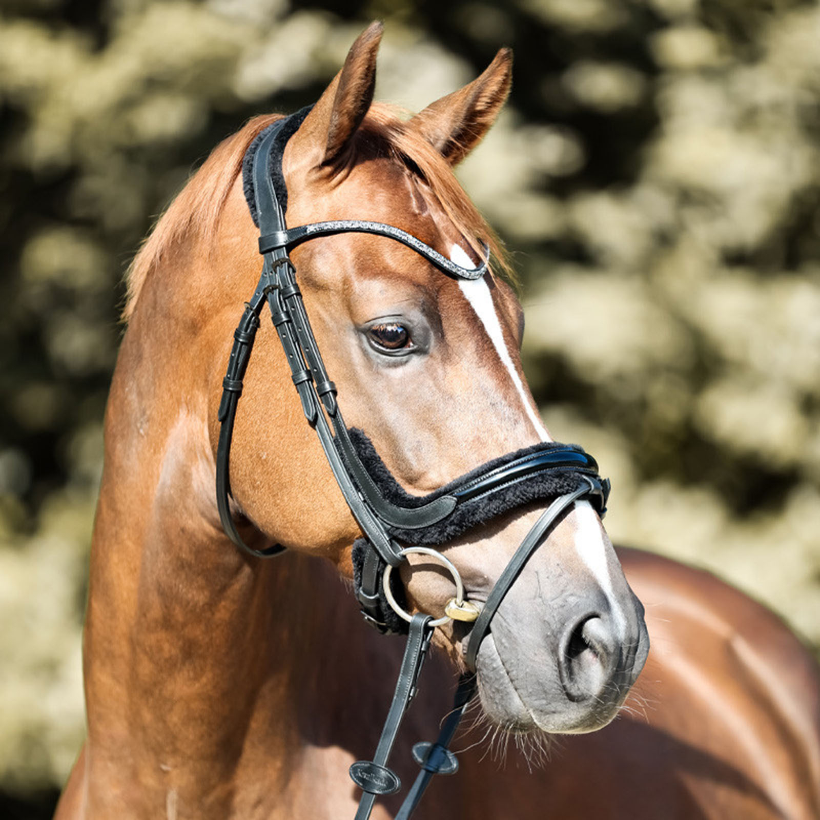 Kavalkade Ivella KavalSH4 Trense, englisch-kombiniert