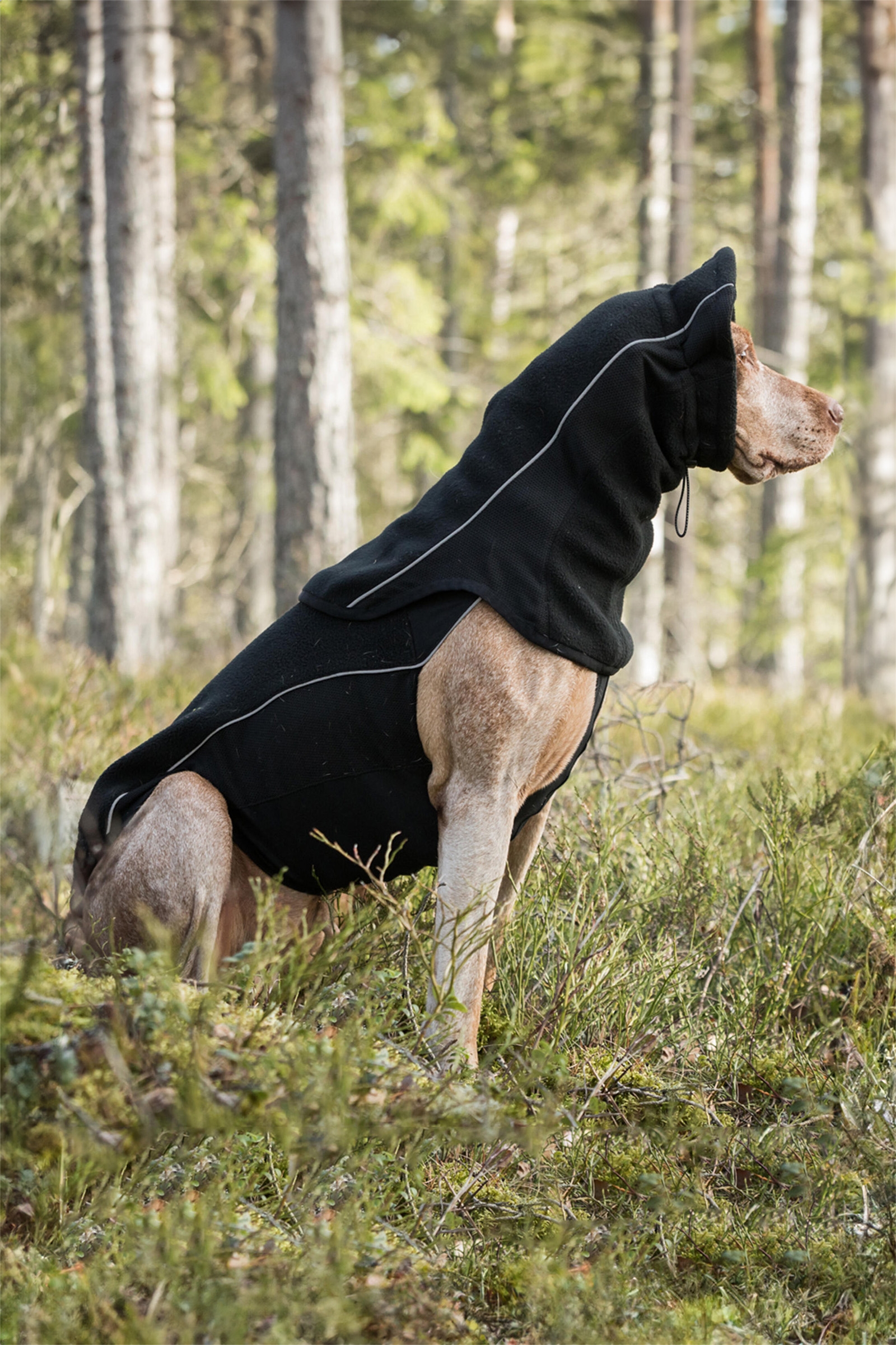 Back on Track Benji Hunde Halsw&auml;rmer