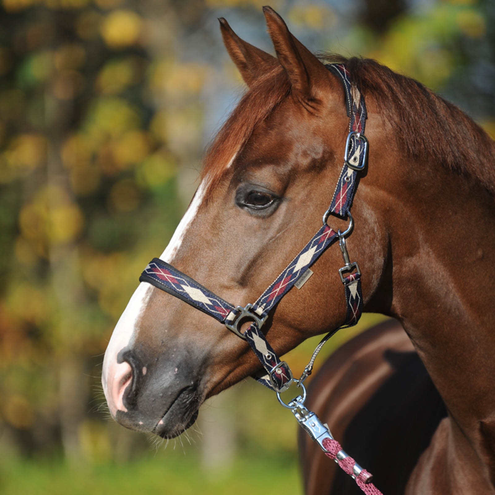 Kavalkade Classic Raute Halfter