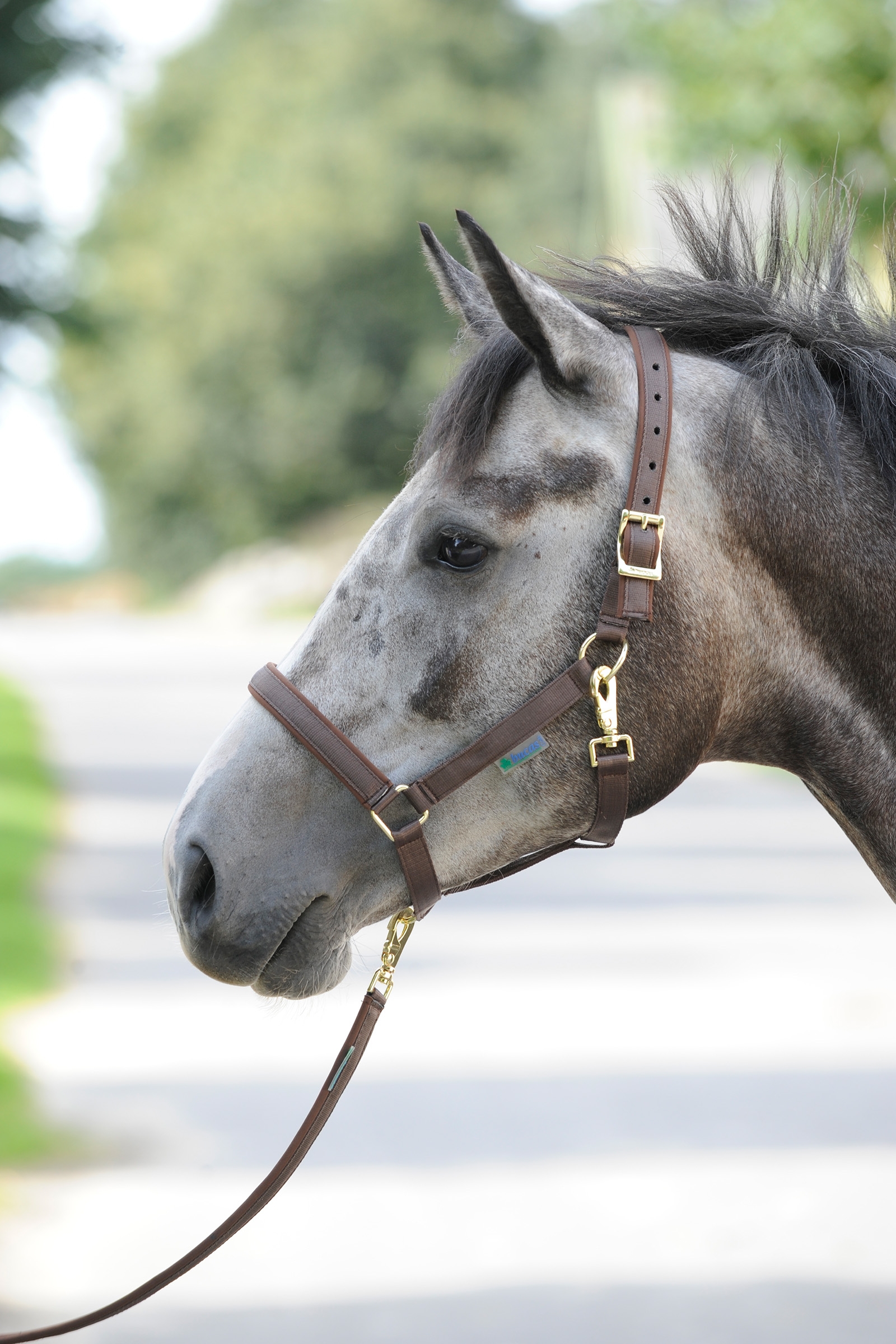 Brown/Brown Bucas Dublin Gepolstertes Halfter
