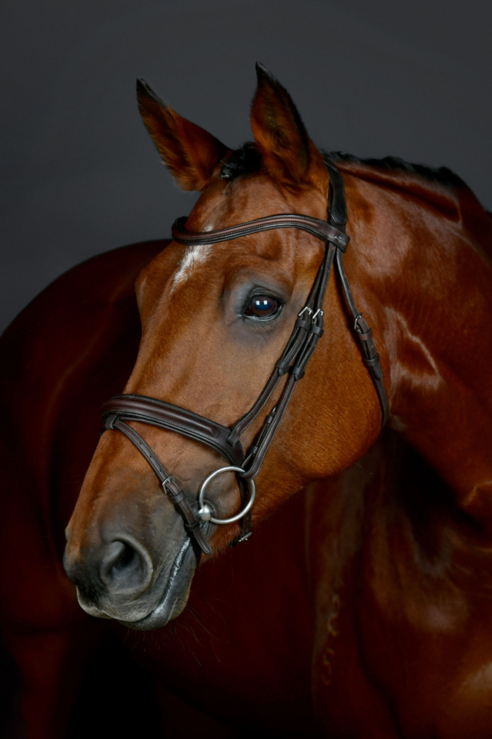 Collegiate Comfitec Opulux schlichte, gepolsterte Trense mit kombiniertem hannoverschem Reithalfter