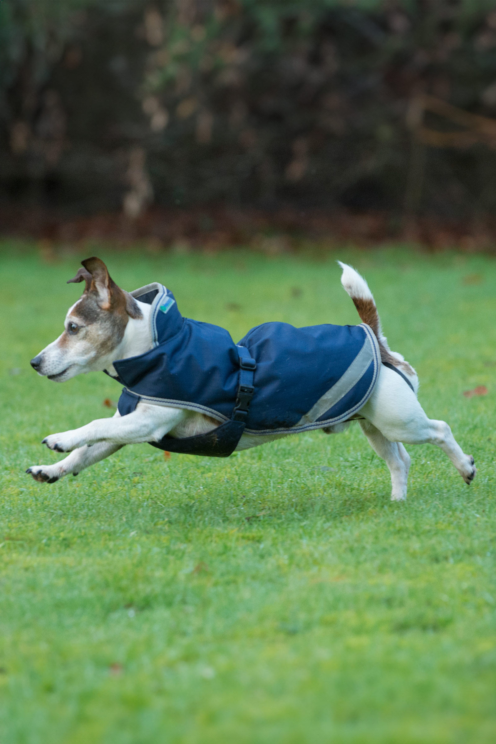 Bucas Freedom Hundedecke, 300g (30-45 cm)