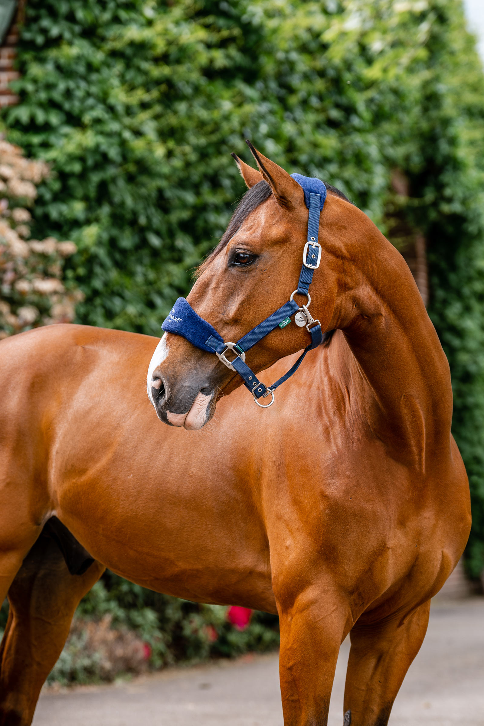 Navy Horseware Signature Putzhalfter