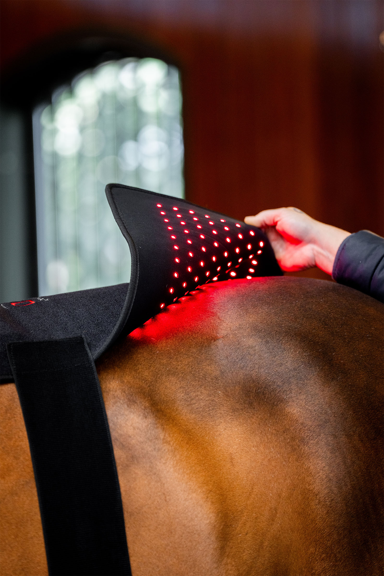 Horseware LED Rotlicht-Therapie Pad