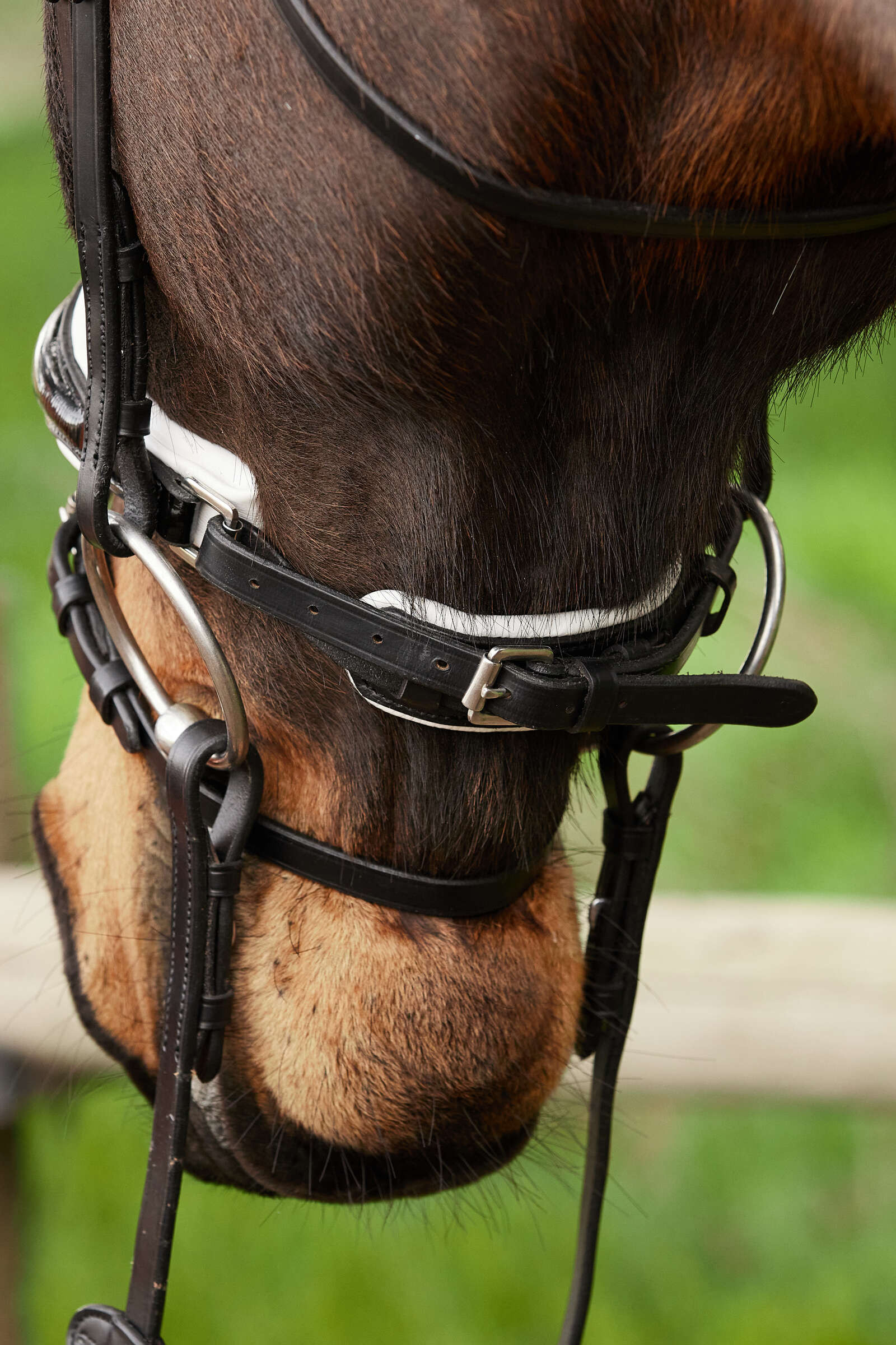 Kavalkade Charlotte Dressurtrense