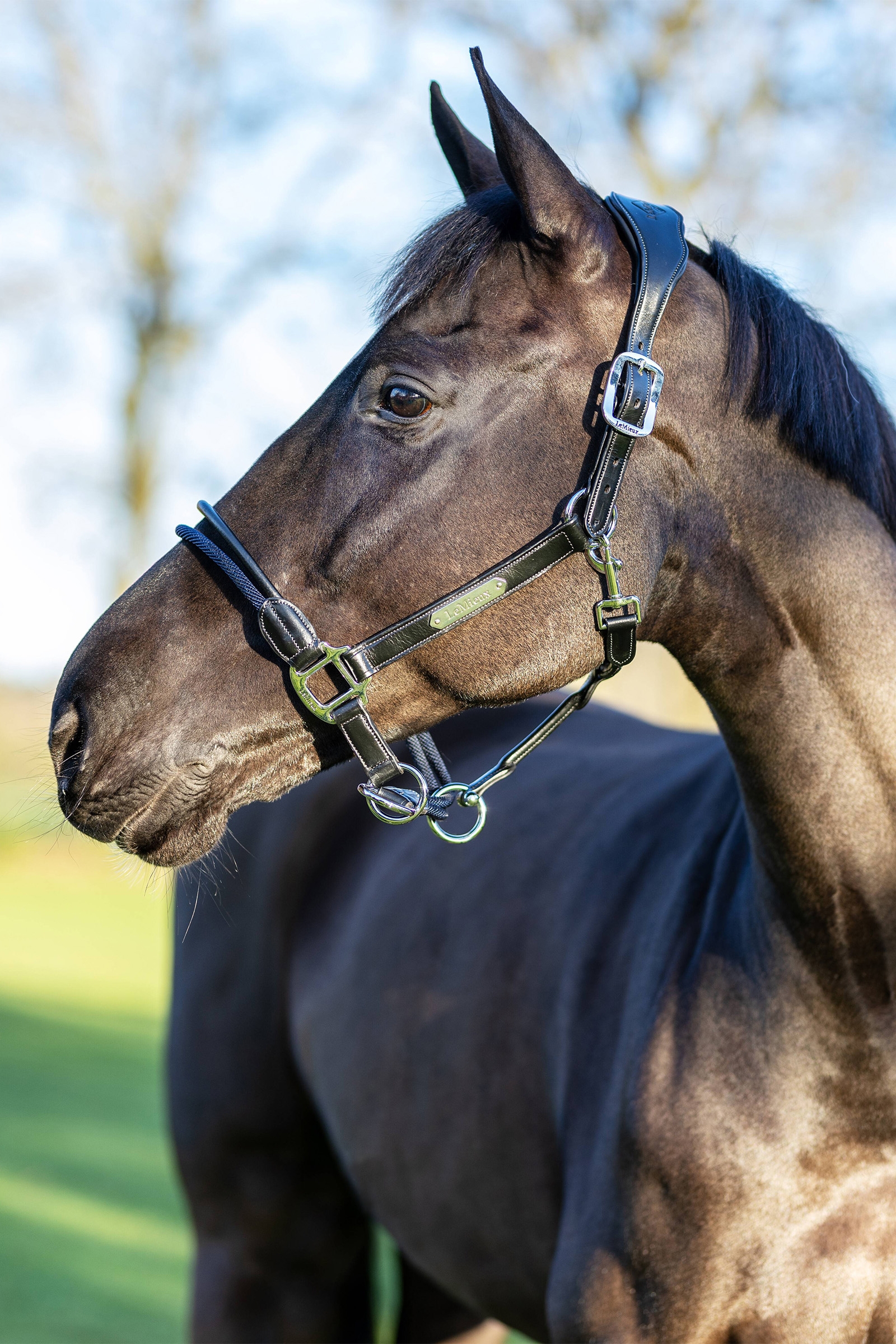 LeMieux Rope Control Halfter