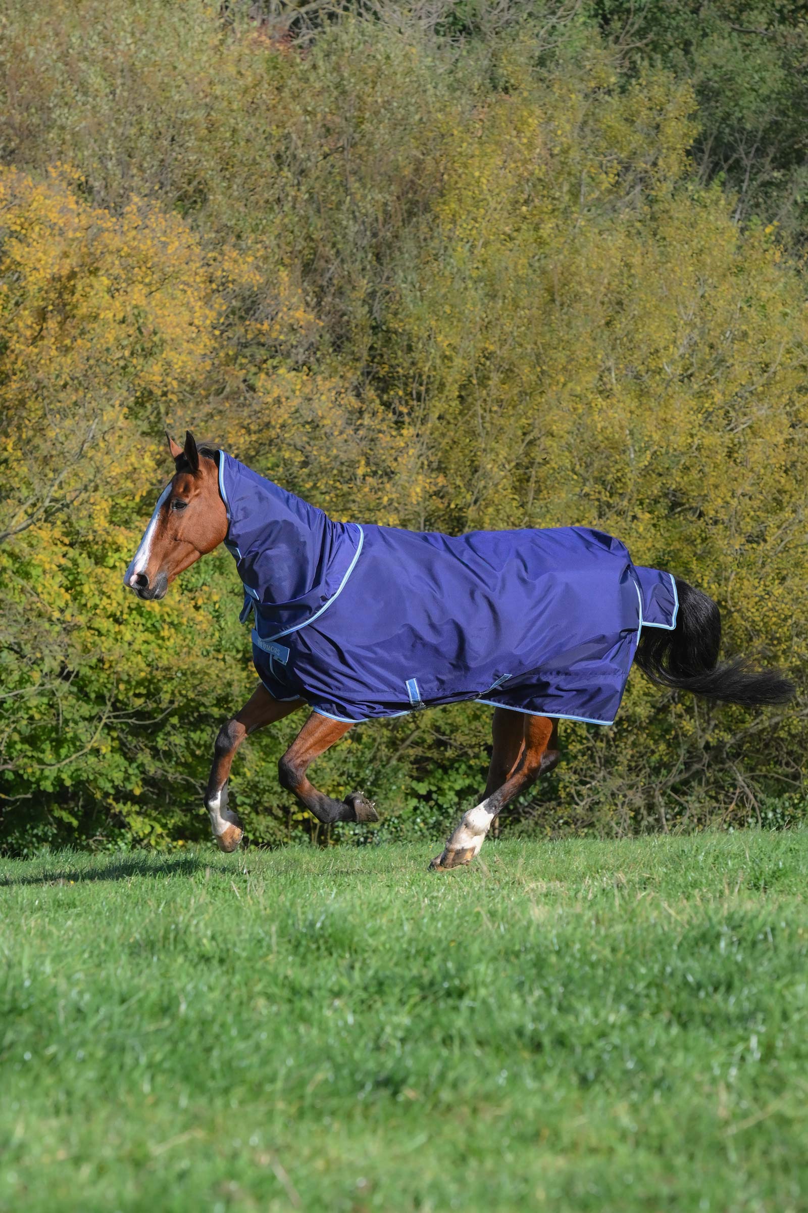 Bucas Atlantic Exclusive Decke & Halsteil Set, 150 g