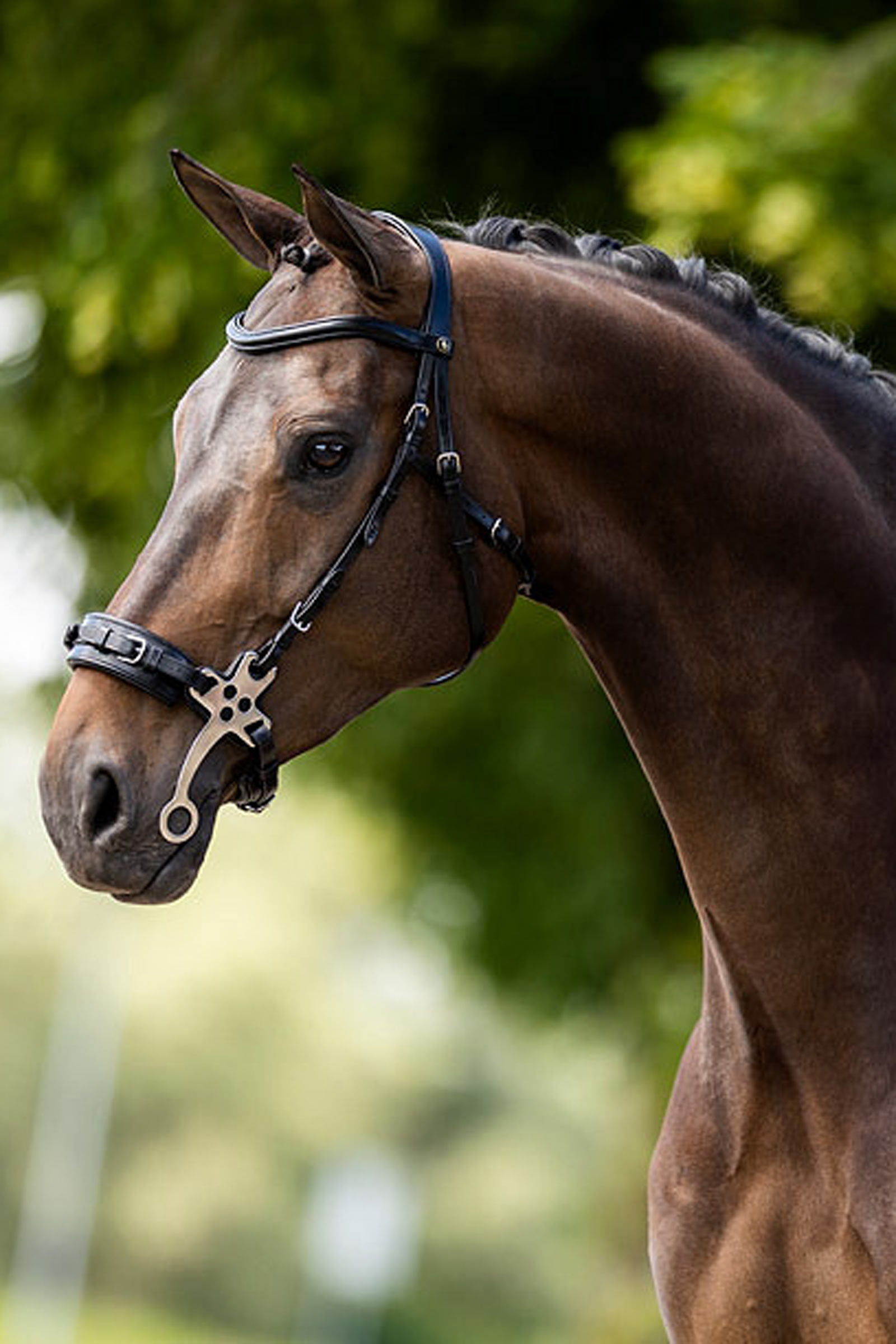 BR Lydney anatomisches Hackamore