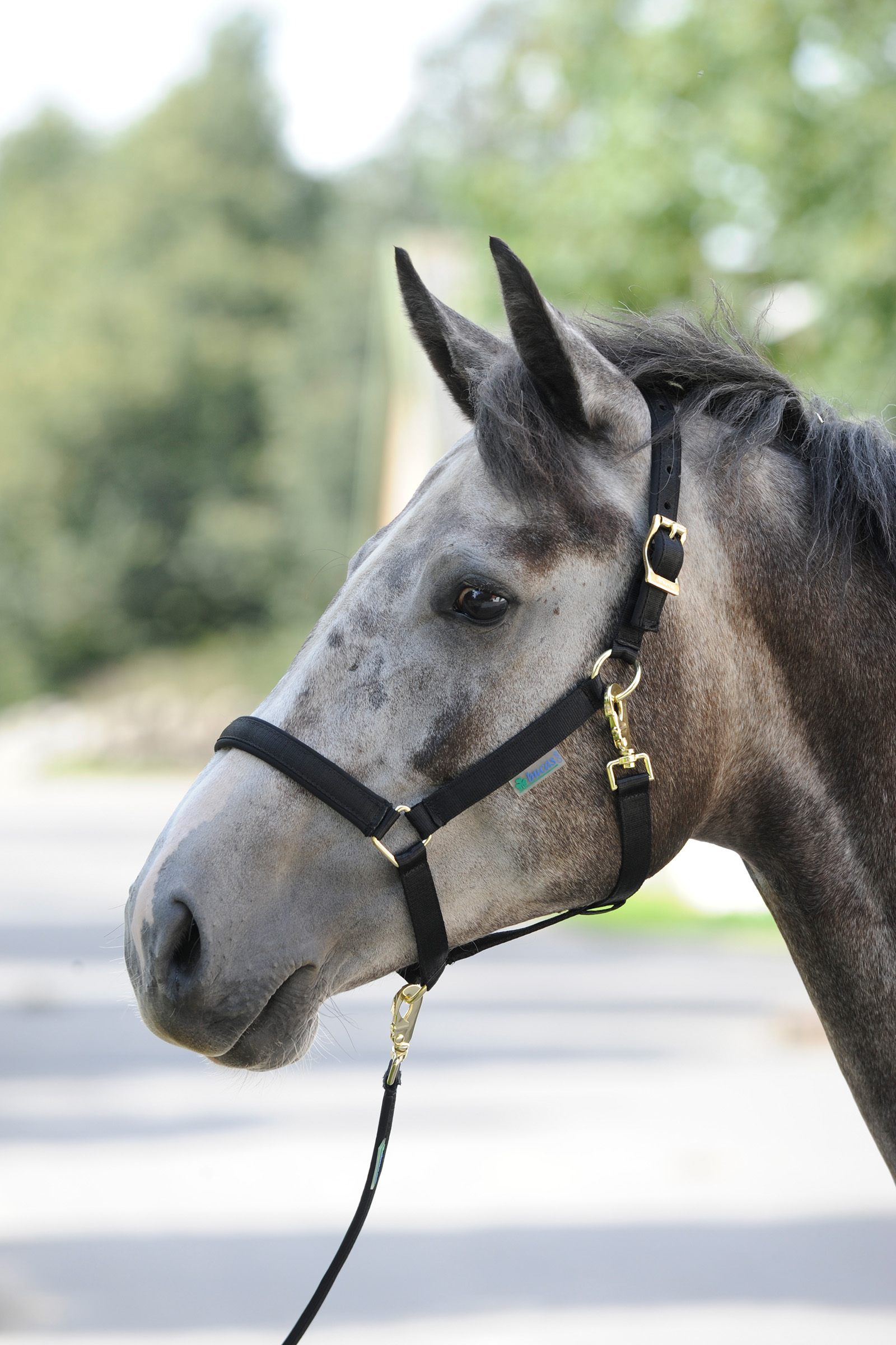 Bucas Dublin Gepolstertes Halfter