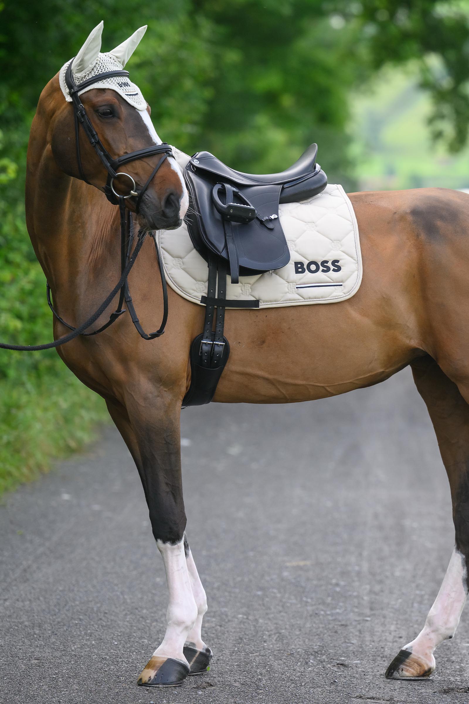 Boss Cambridge Dressurschabracke
