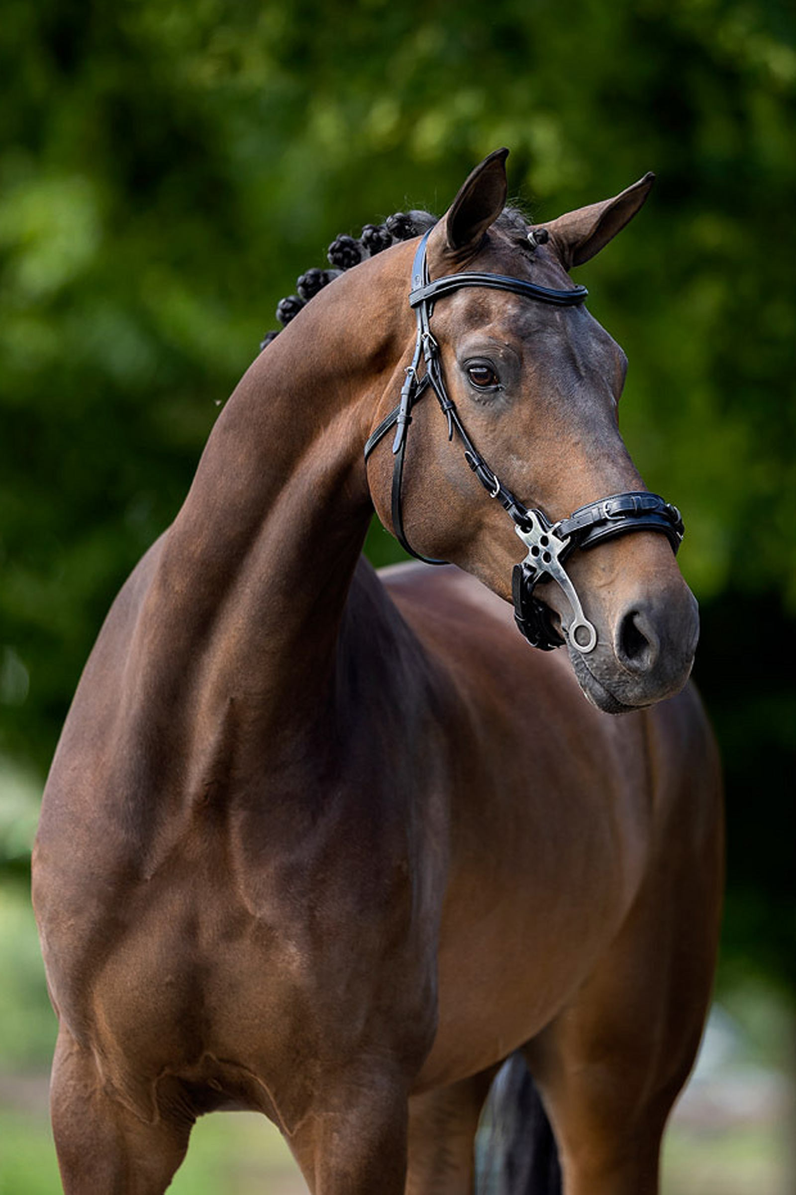 BR Lydney anatomisches Hackamore