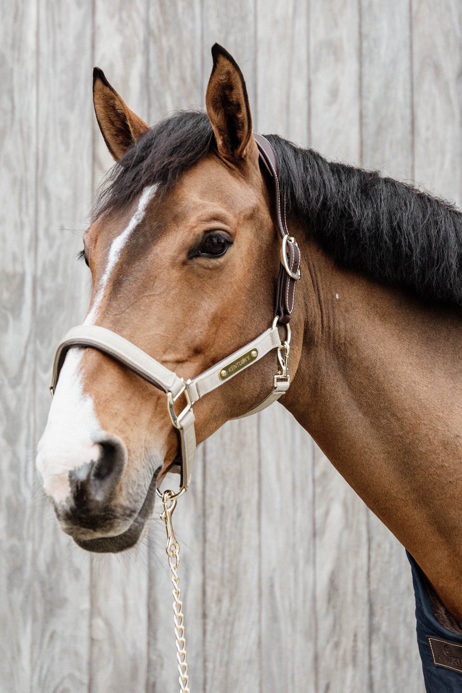 Kentucky Horsewear Anatomisches Nylon Halfter