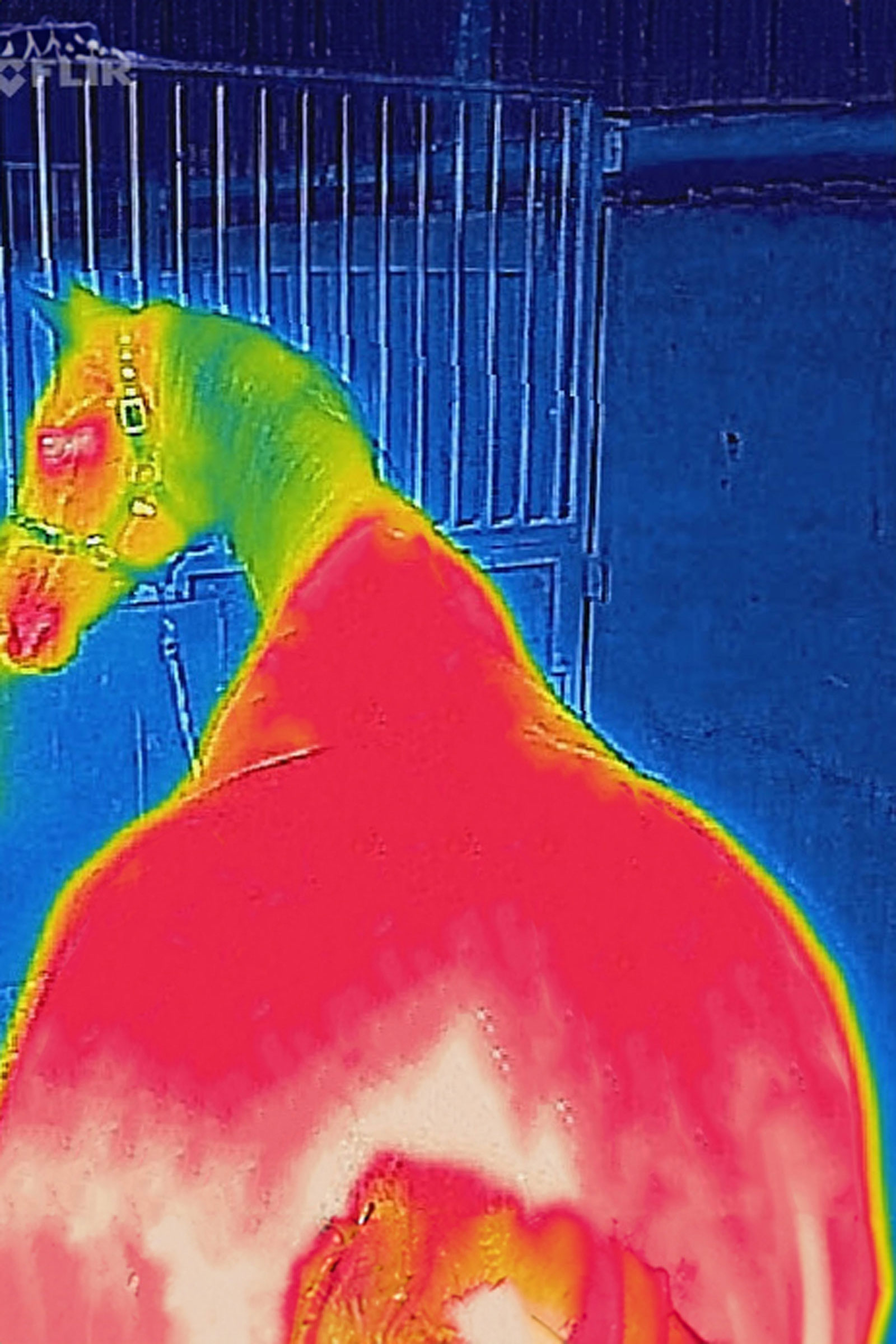 Bucas Therapy Weidedecke, 150g