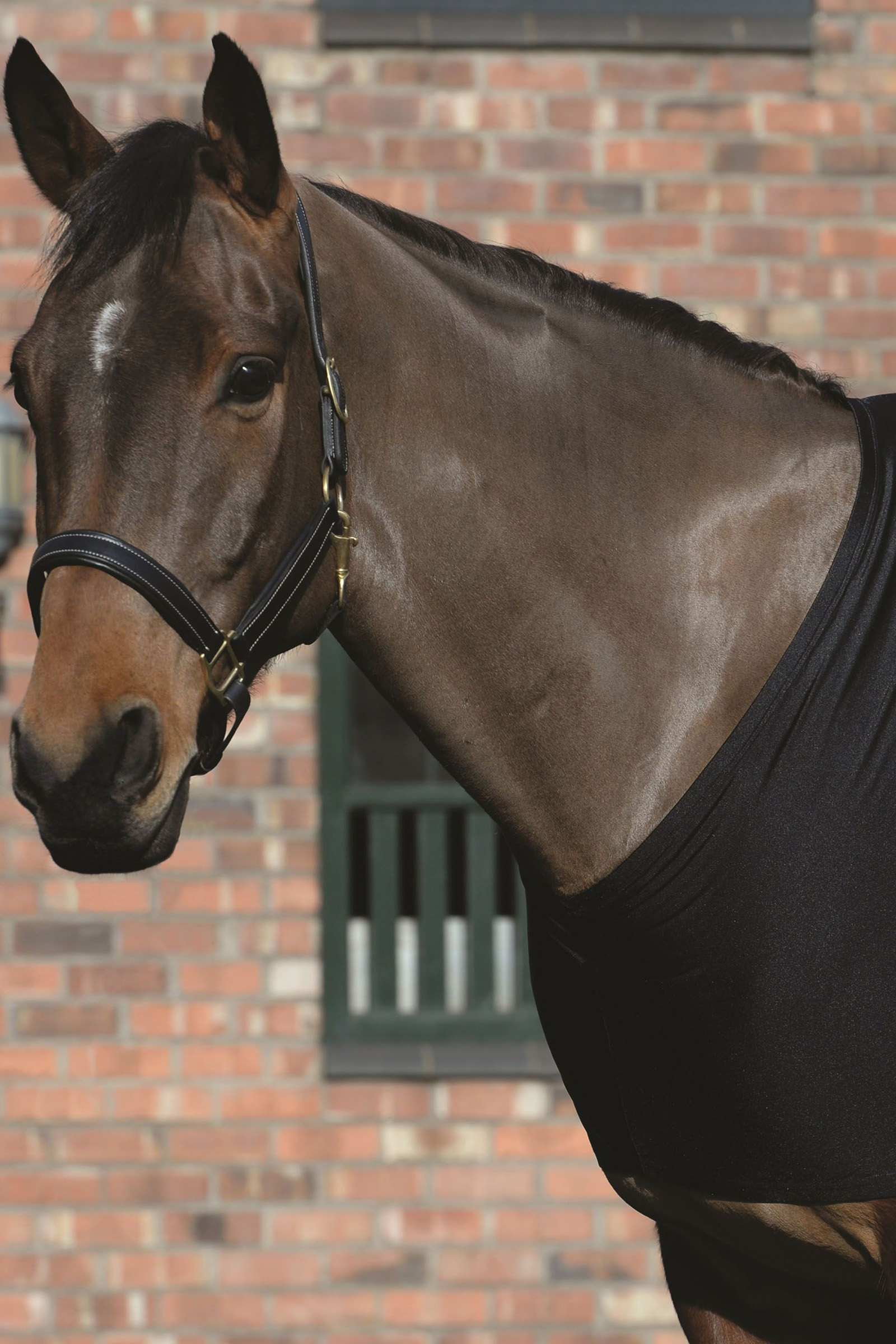 Weatherbeeta Stretch Schulterschutz