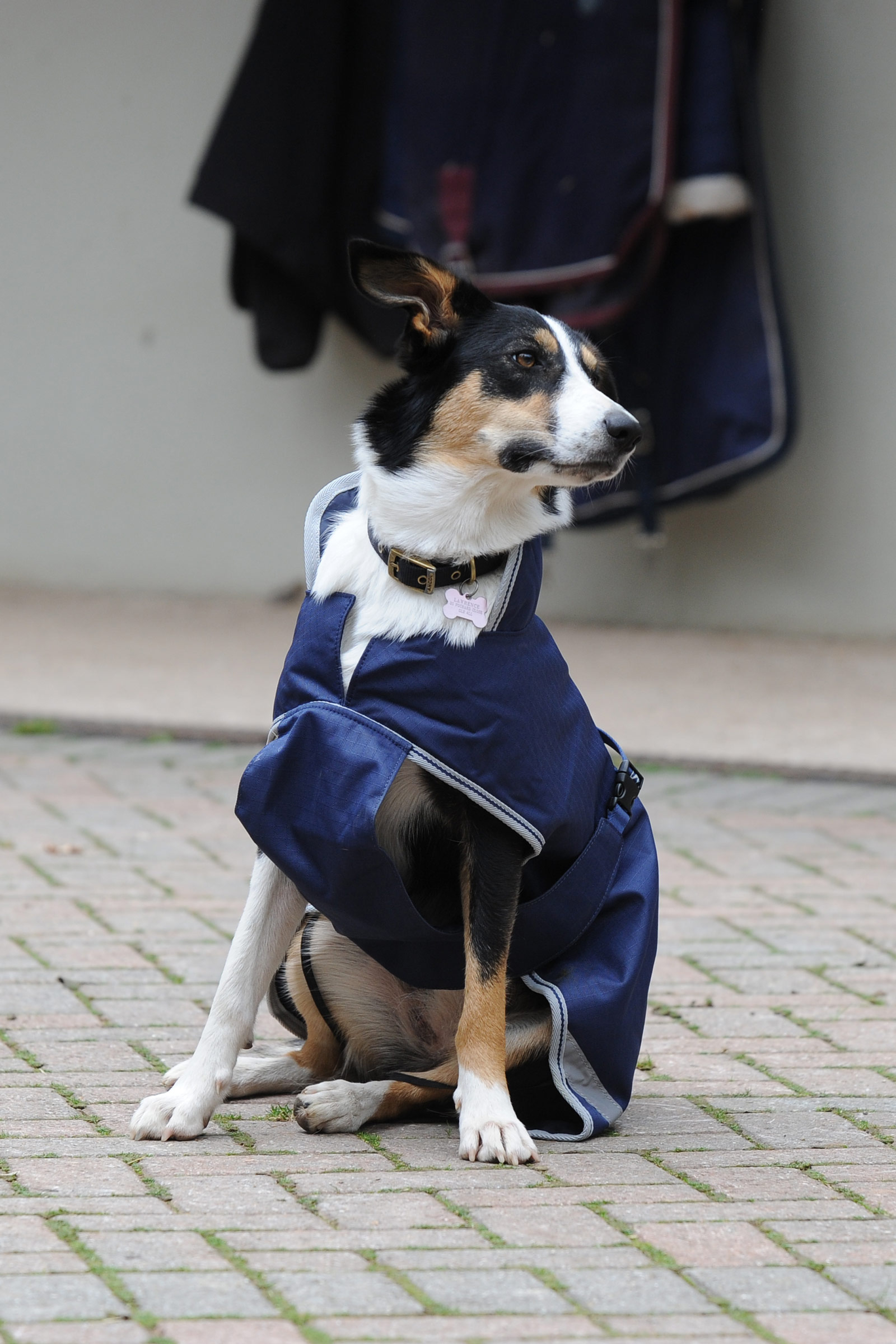 Bucas Freedom Hundedecke, 50g (50-75 cm)