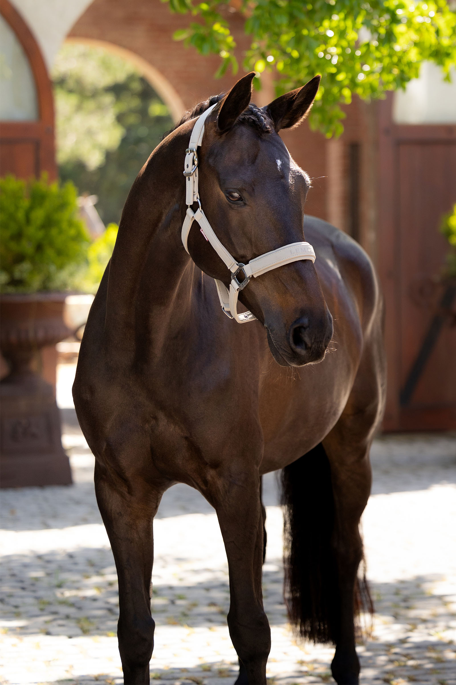 LeMieux Essence Halfter