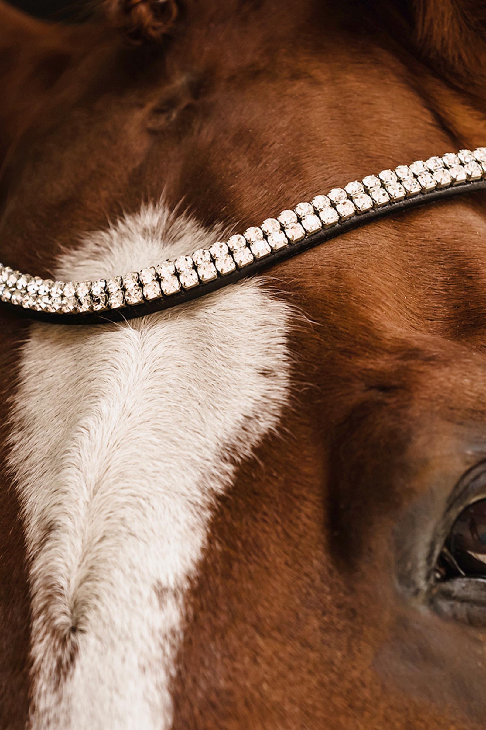 Schockem&ouml;hle Sports Johnny Trense - Isabell Werth Kollektion