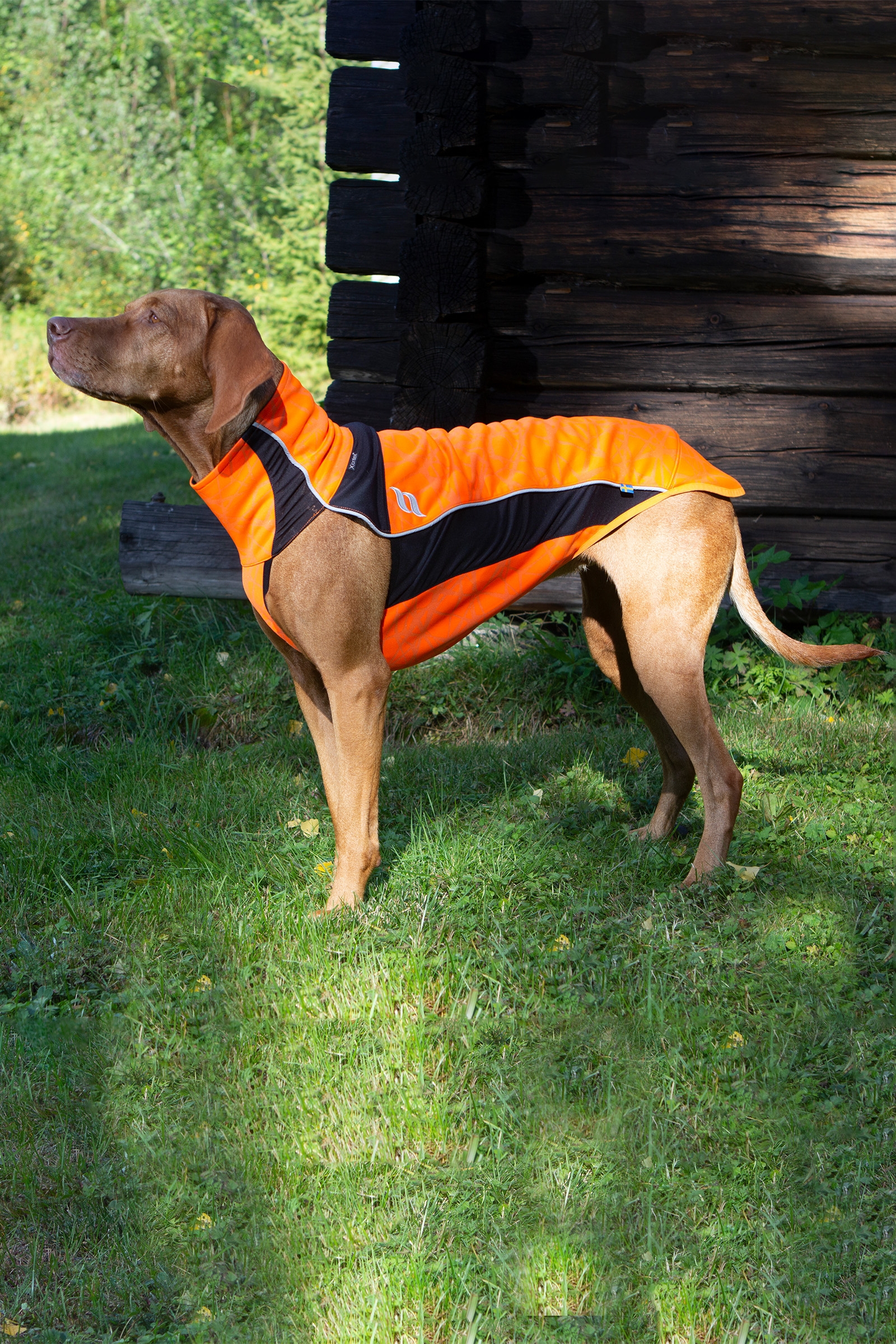 Back on Track Eddie High-Visibility Pullover, 60-70cm