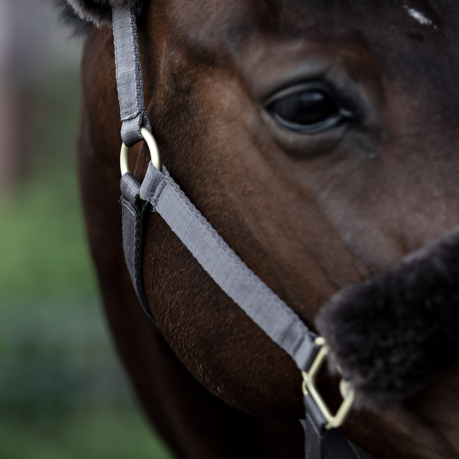 B Vertigo Laurier Halfter mit Lammfell