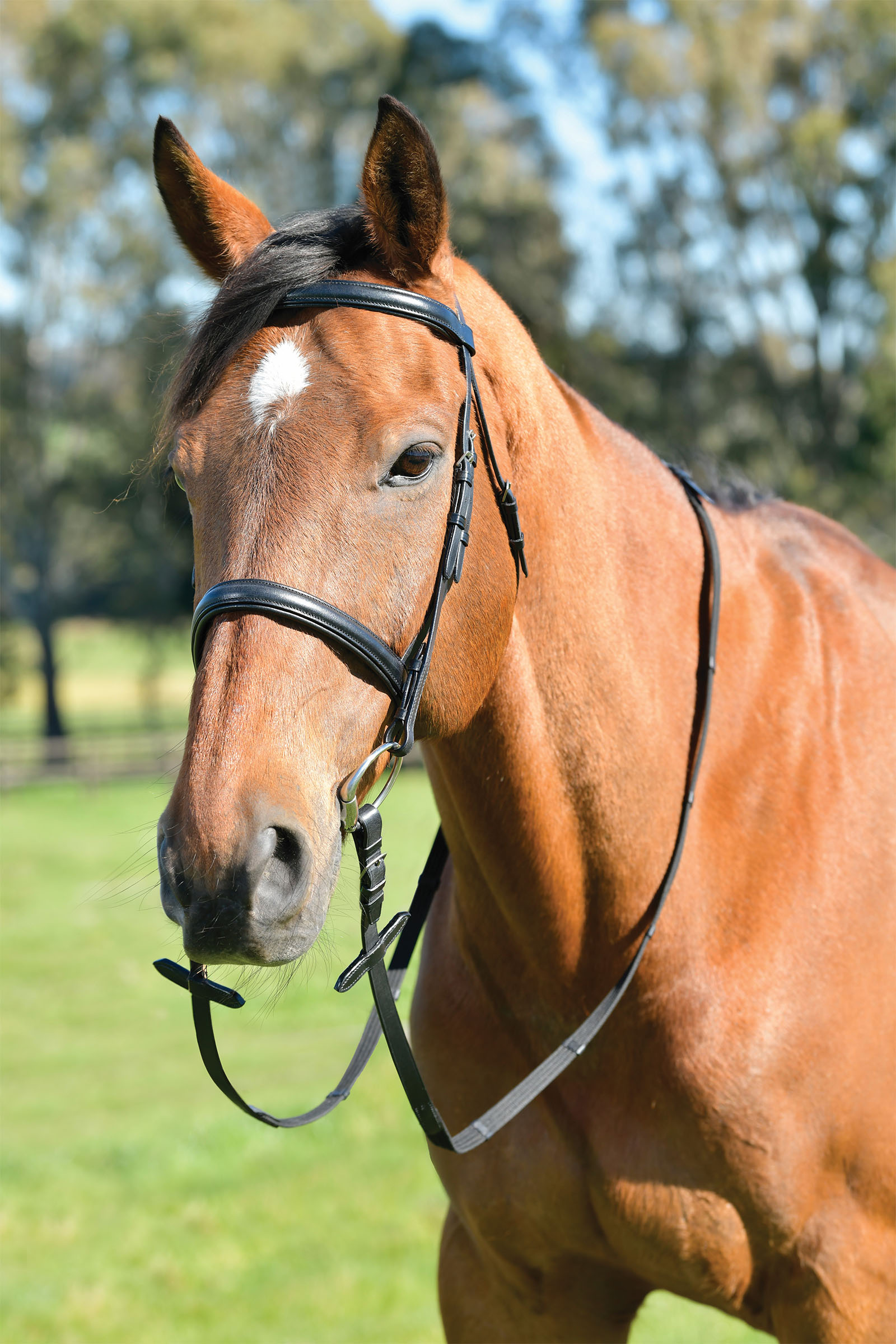 Kincade Classic schlichte Trense mit englischem Reithalfter und Z&uuml;geln