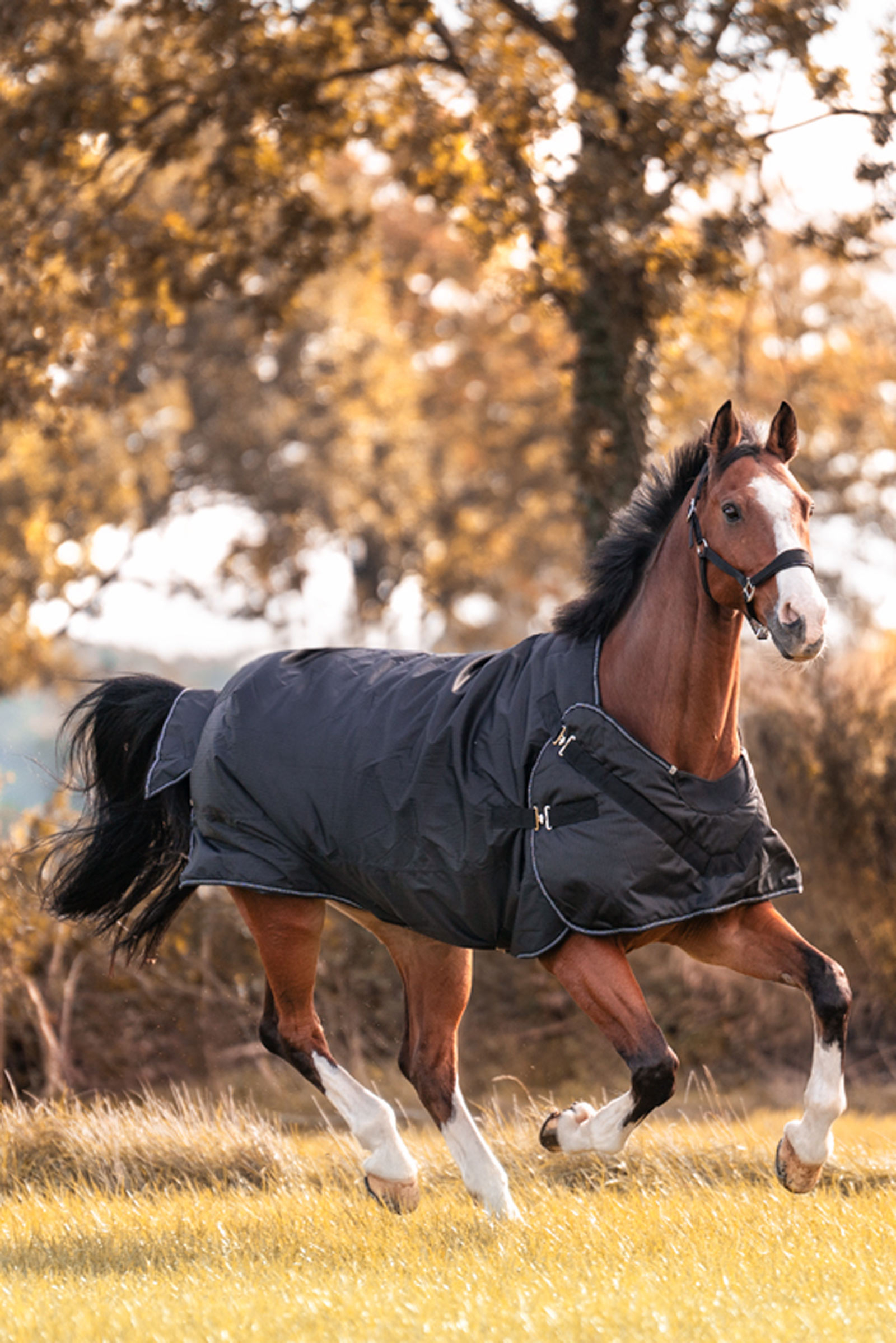 Kavalkade Halifax 2in1 Weidedecke und F&uuml;hranlagendecke 200g